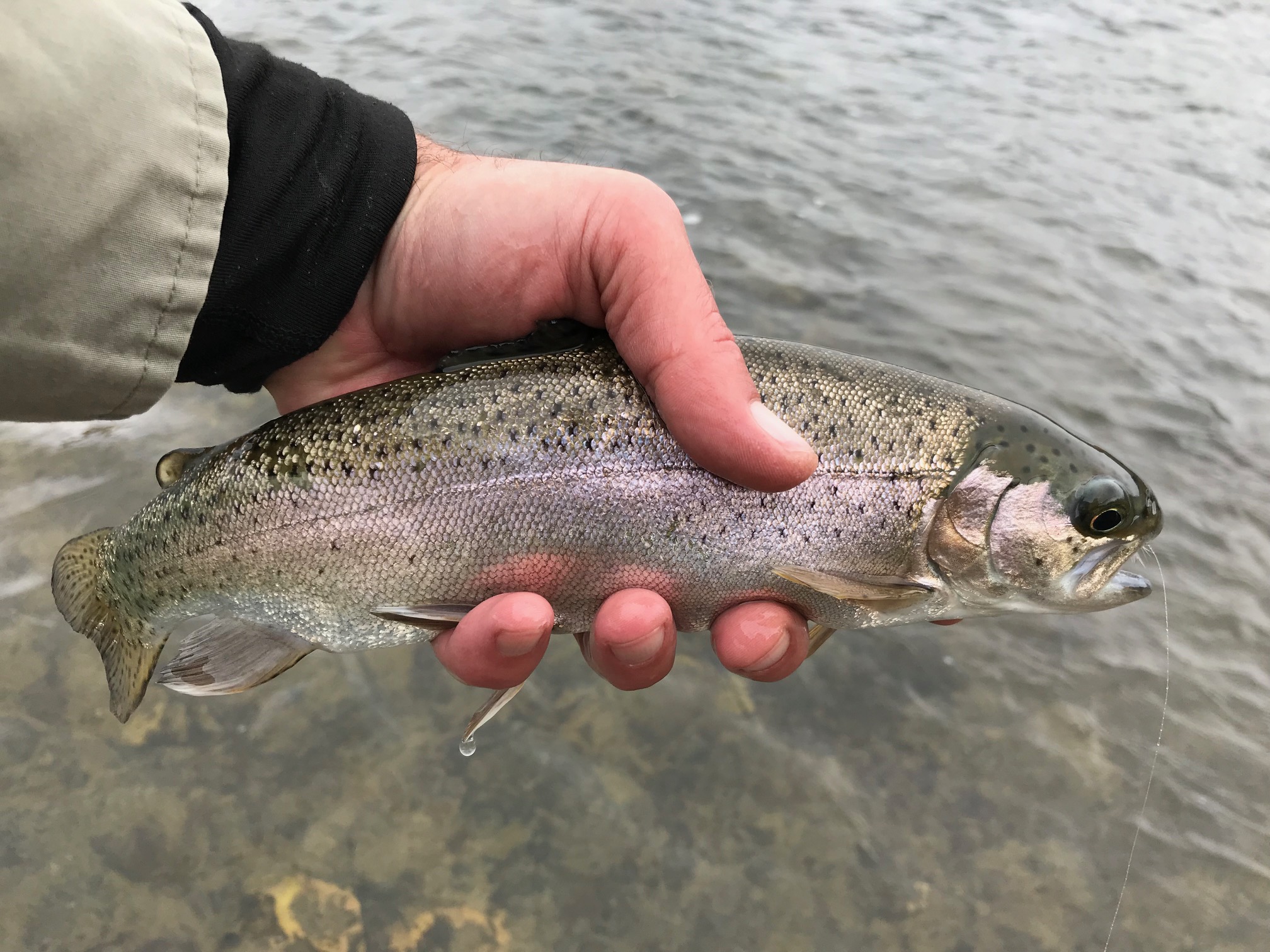 San Juan River Rainbow Trout