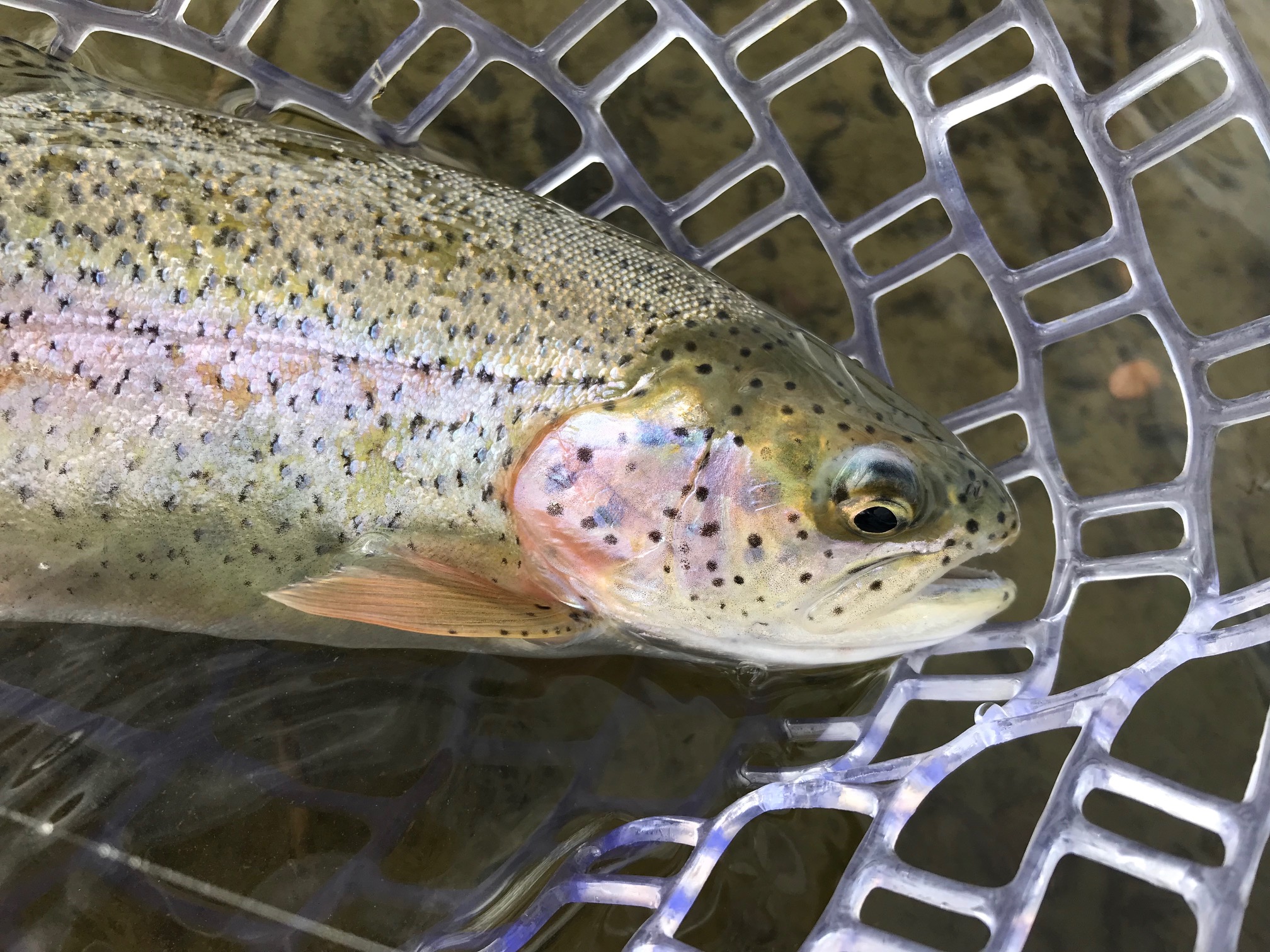 Rainbow Trout - San Juan River