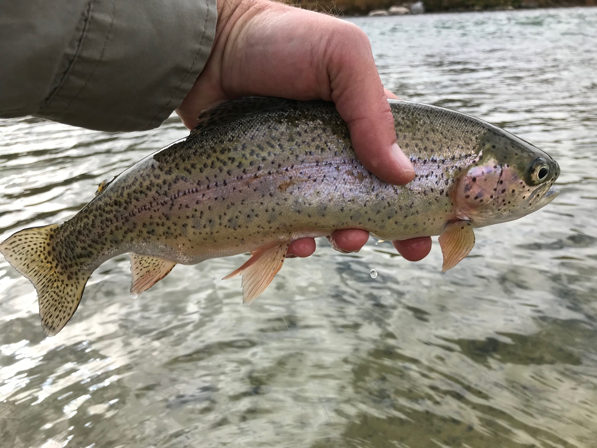 Rainbow Trout - San Juan River