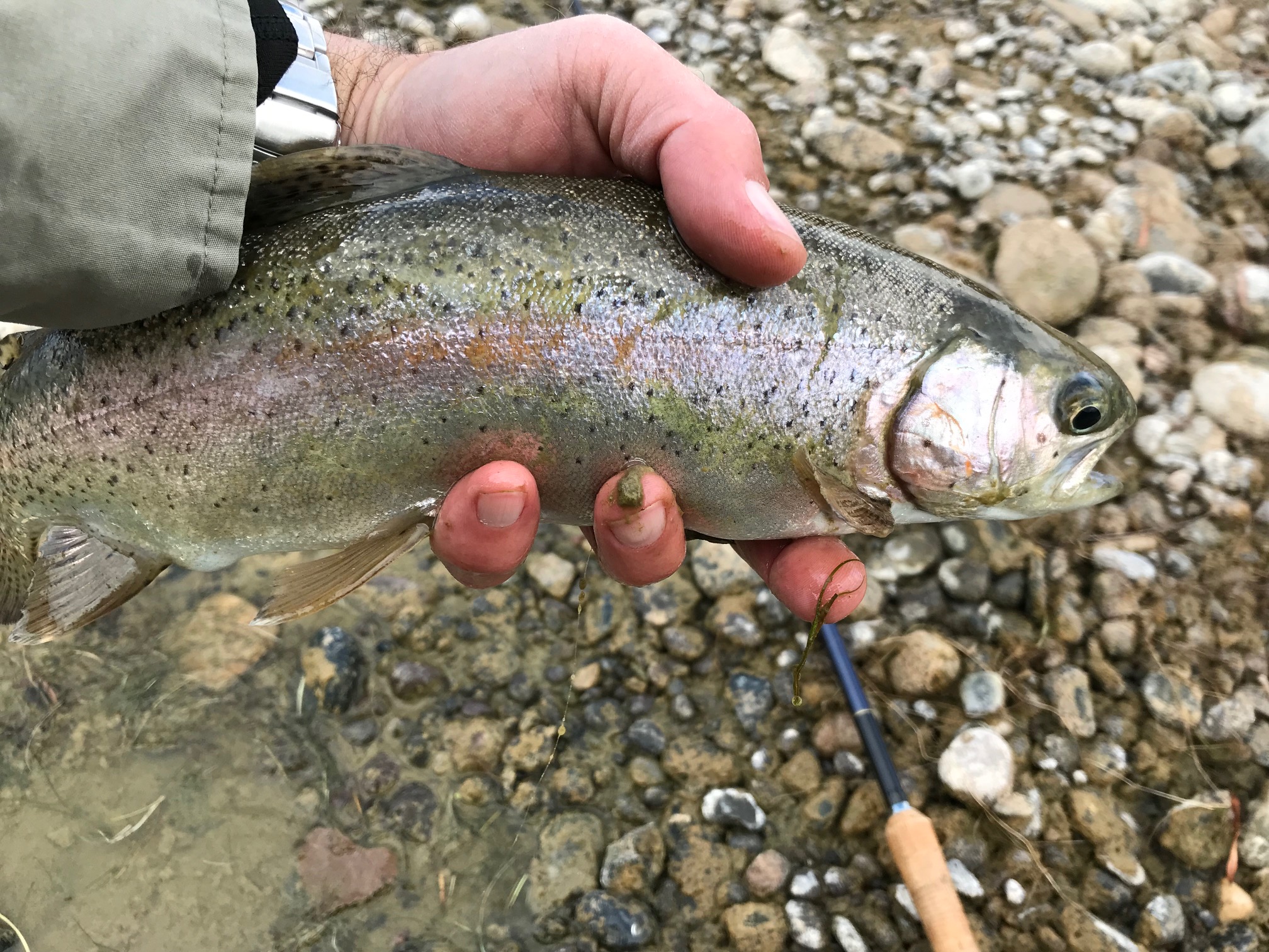 Rainbow Trout - San Juan River