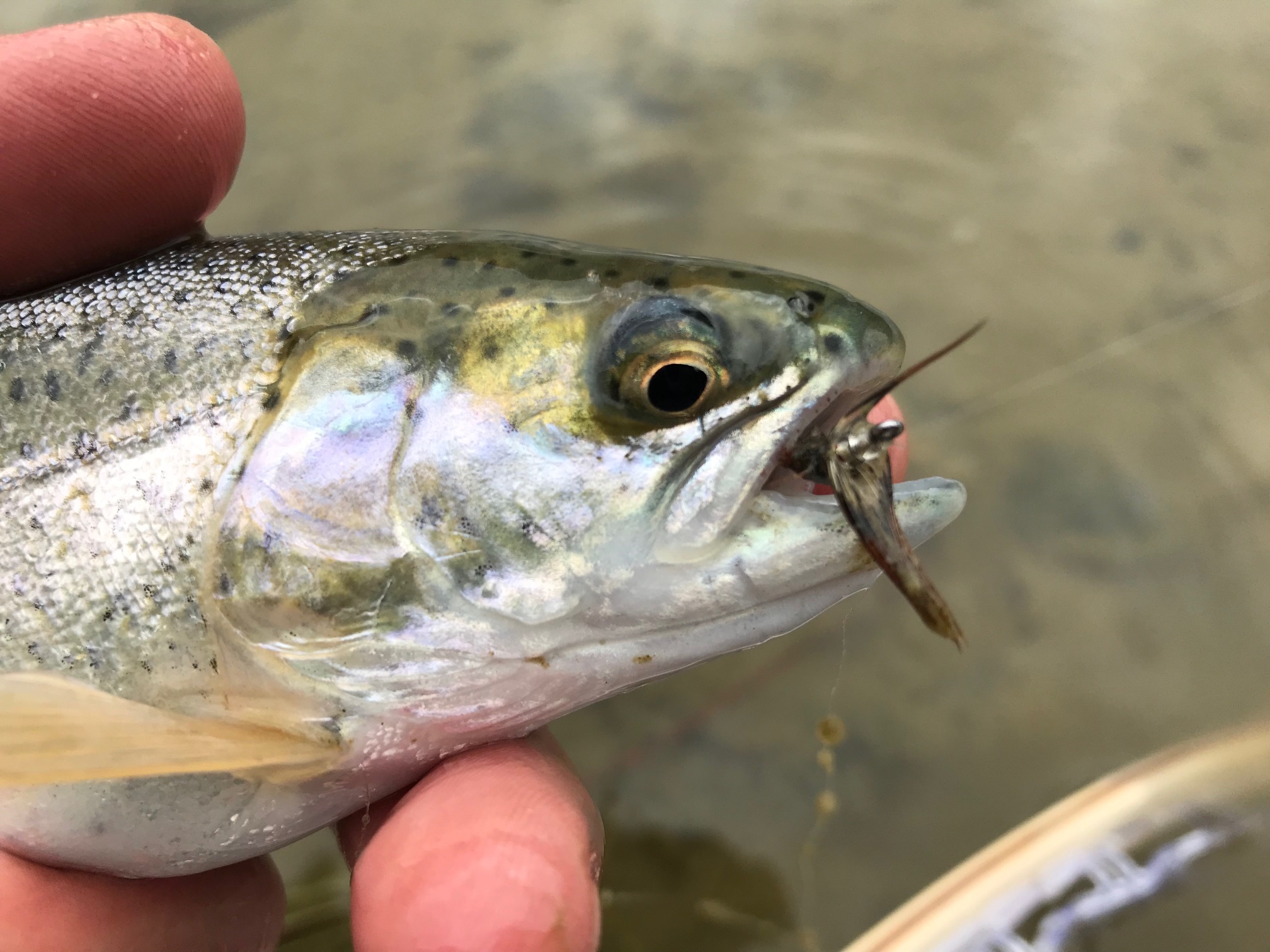 Rainbow Trout - San Juan River