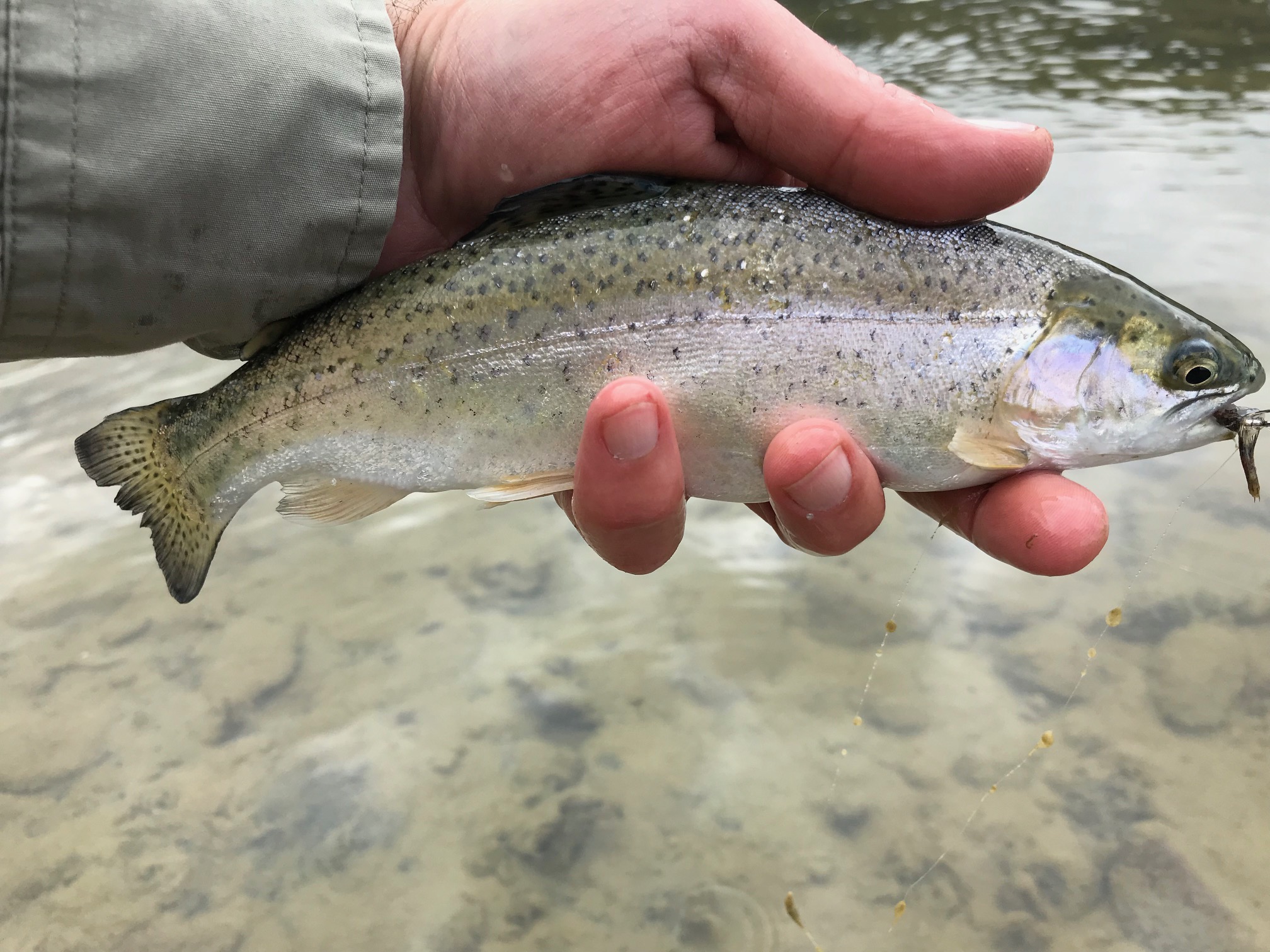 Rainbow Trout - San Juan River