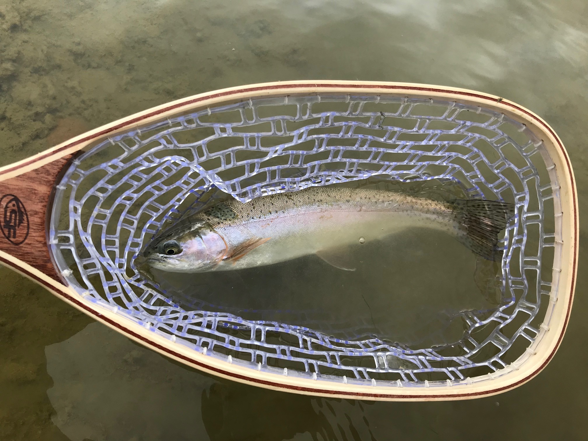 Rainbow Trout - San Juan River