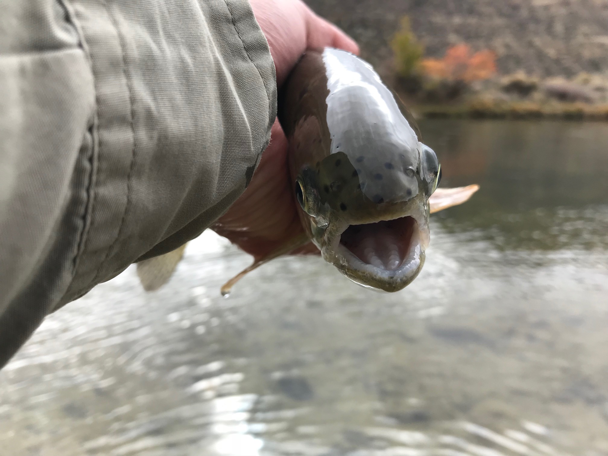 Rainbow Trout - San Juan River