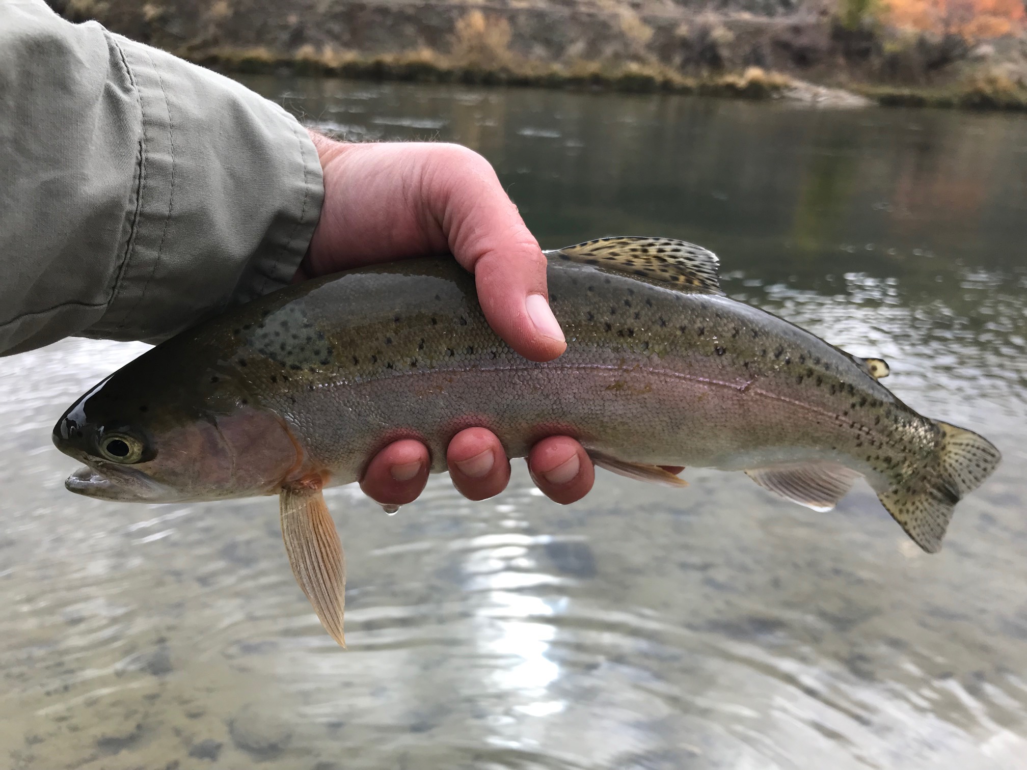 Rainbow Trout - San Juan River