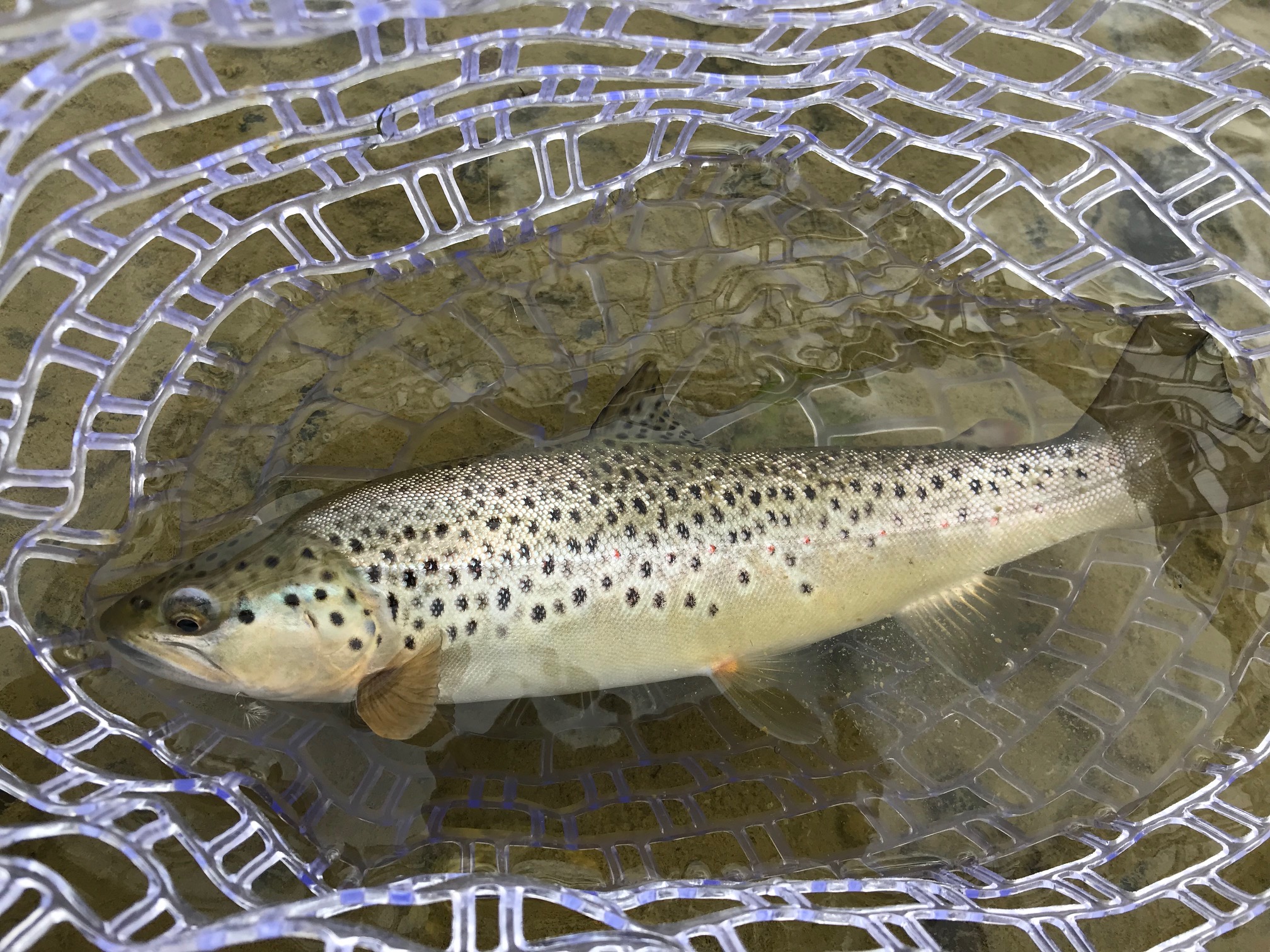 Brown Trout - San Juan River