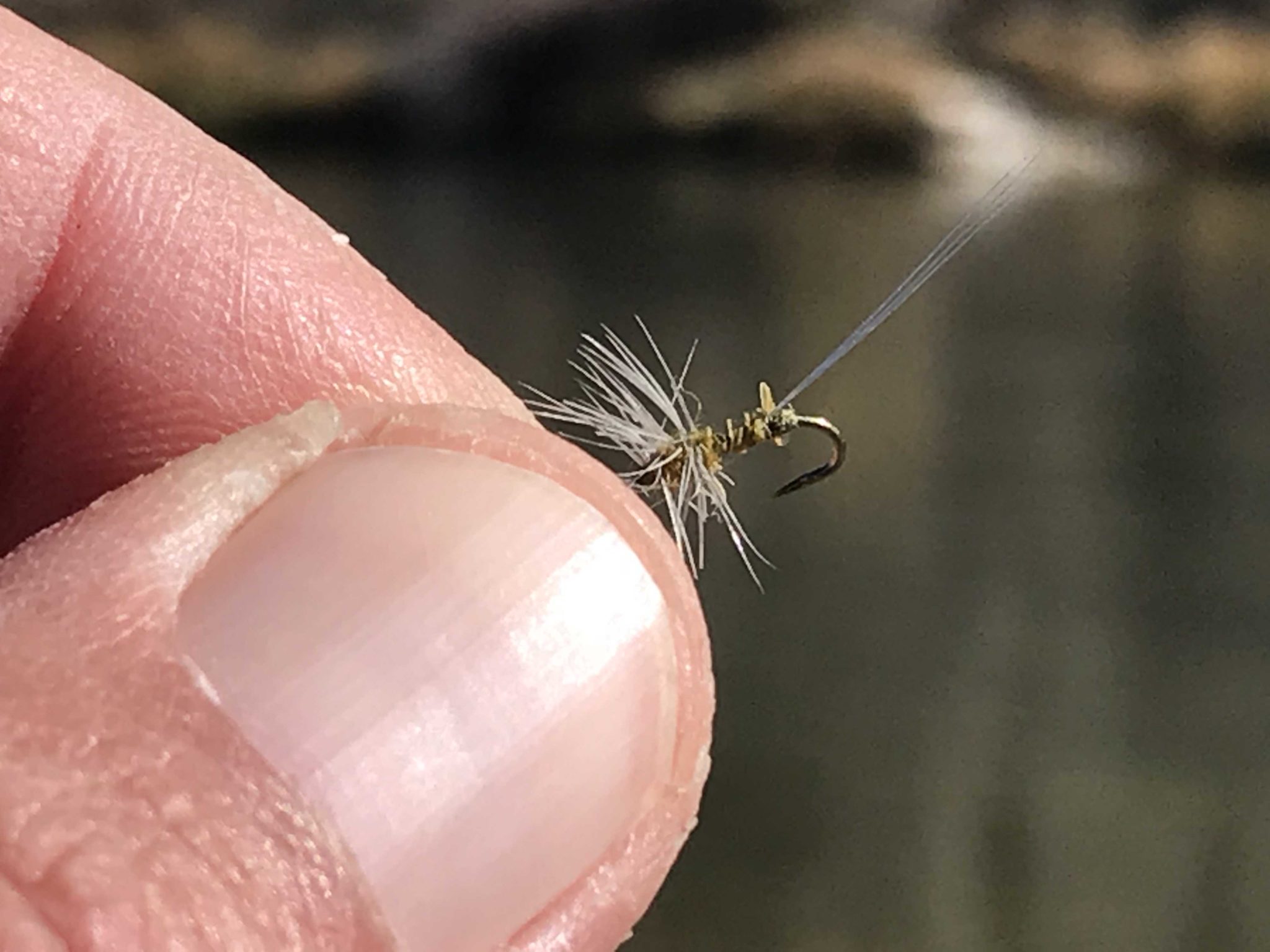 Blue Winged Olive Thorax Dun