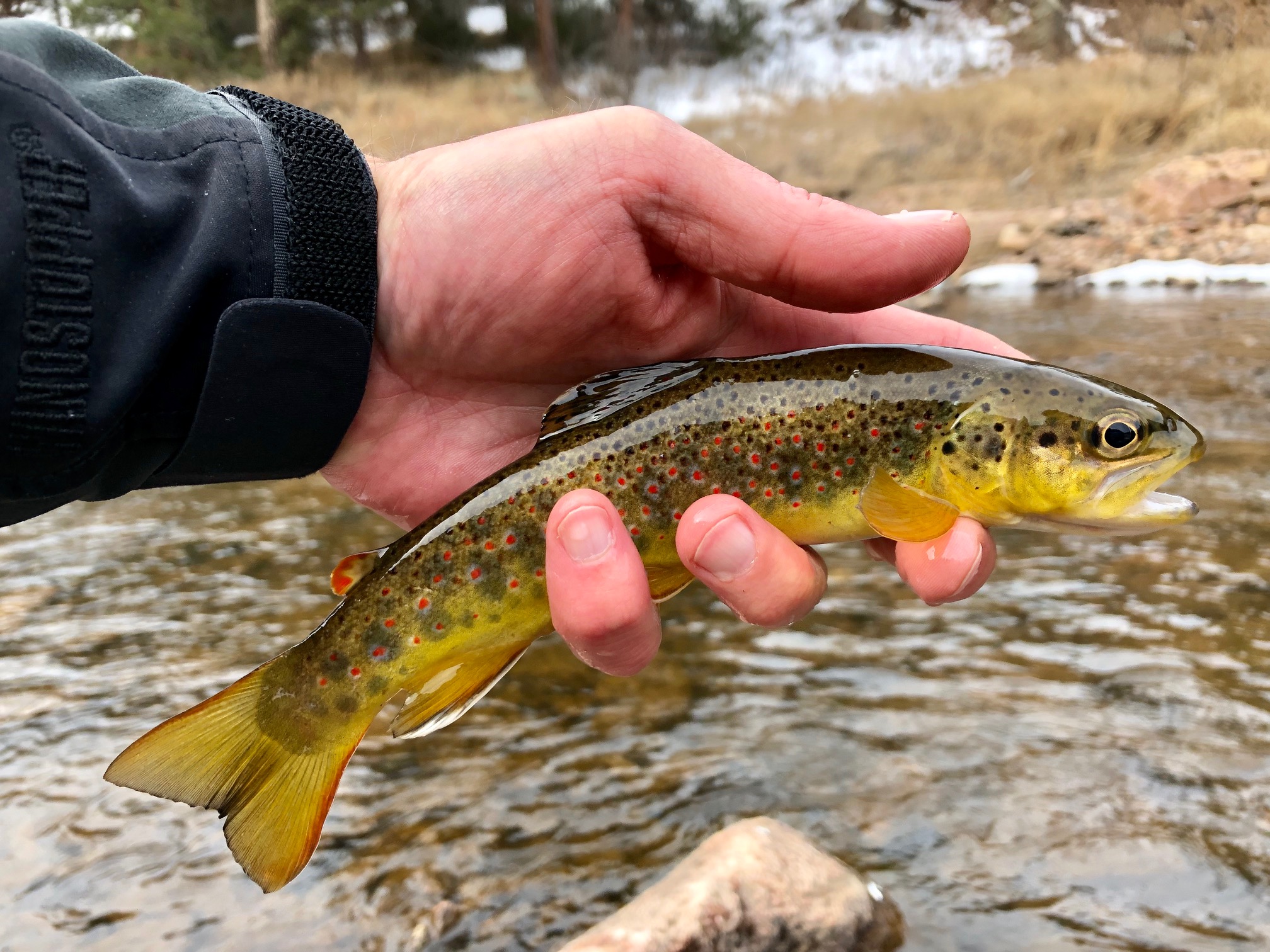 Jason Klass Fishing Tenkara on the St. Vrain