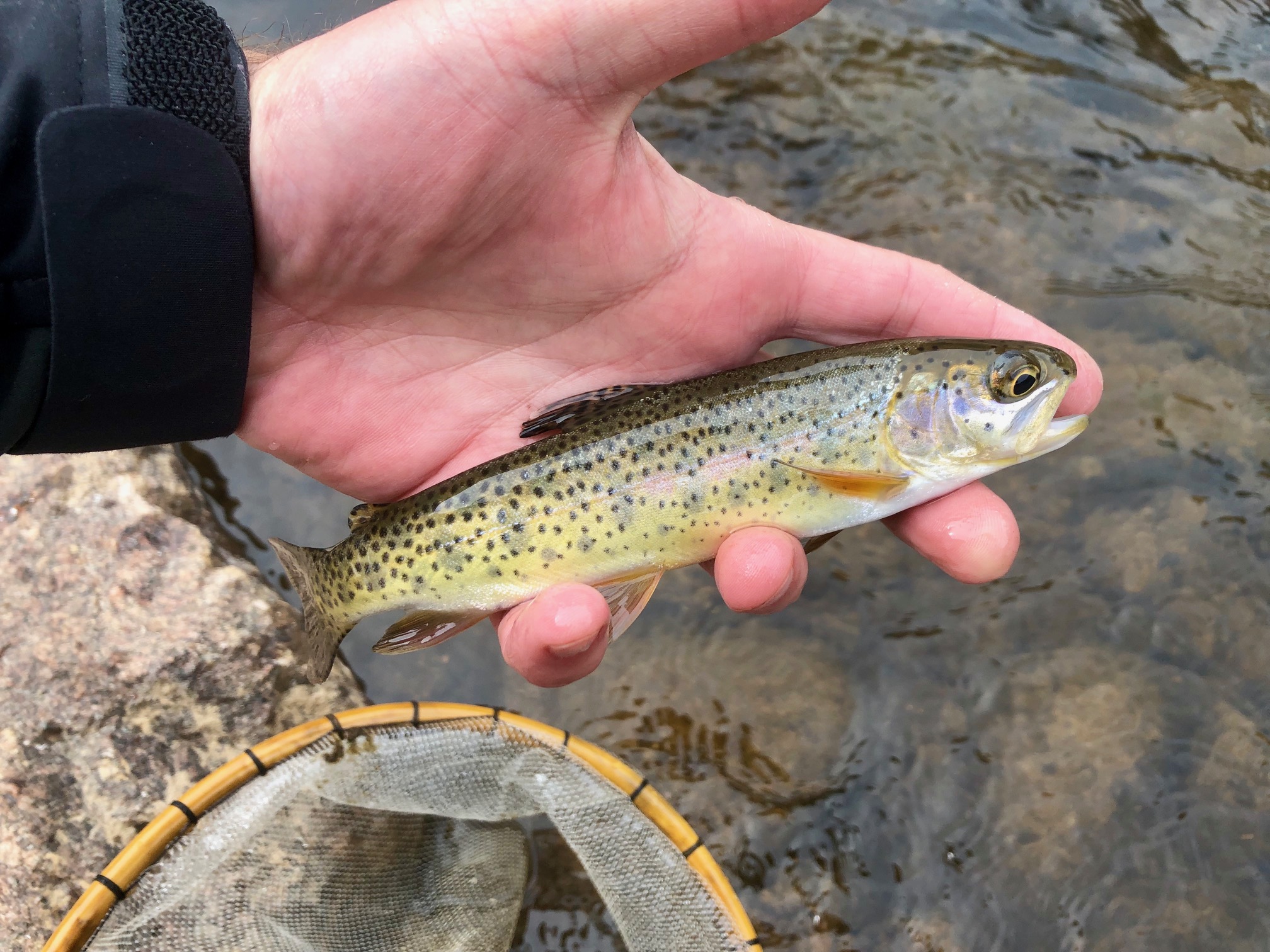 Jason Klass Fishing Tenkara on the St. Vrain