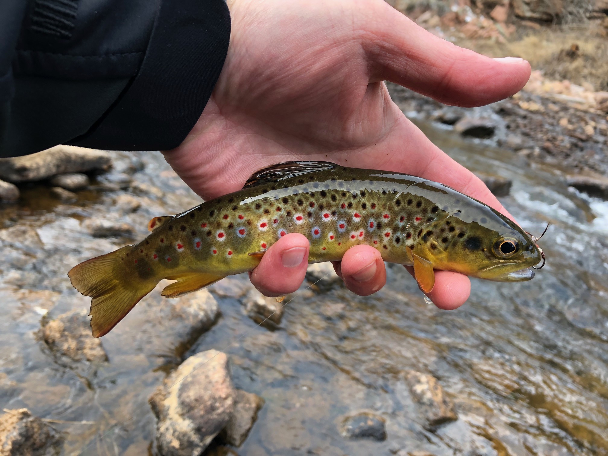 Jason Klass Fishing Tenkara on the St. Vrain