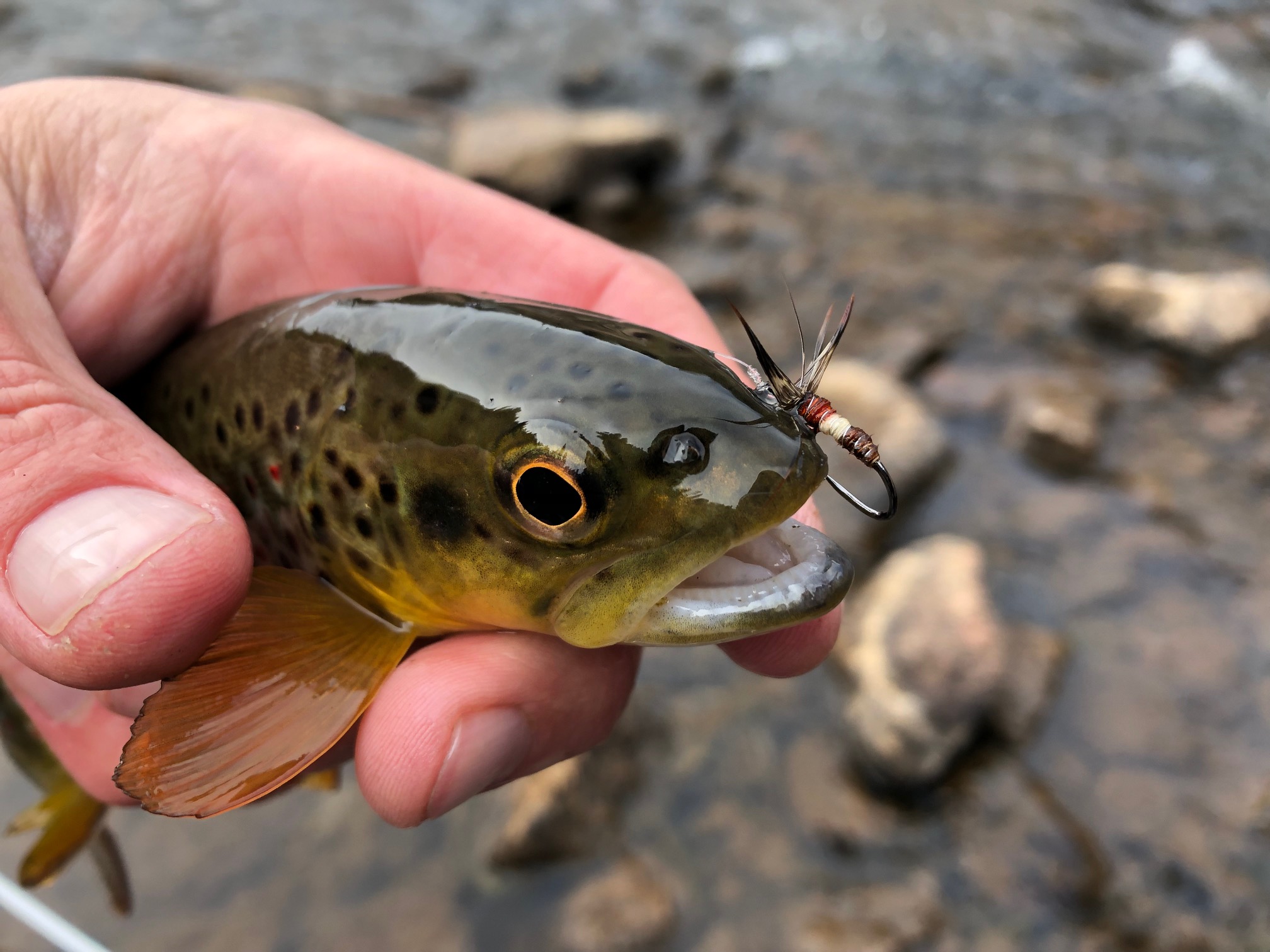 Jason Klass Fishing Tenkara on the St. Vrain