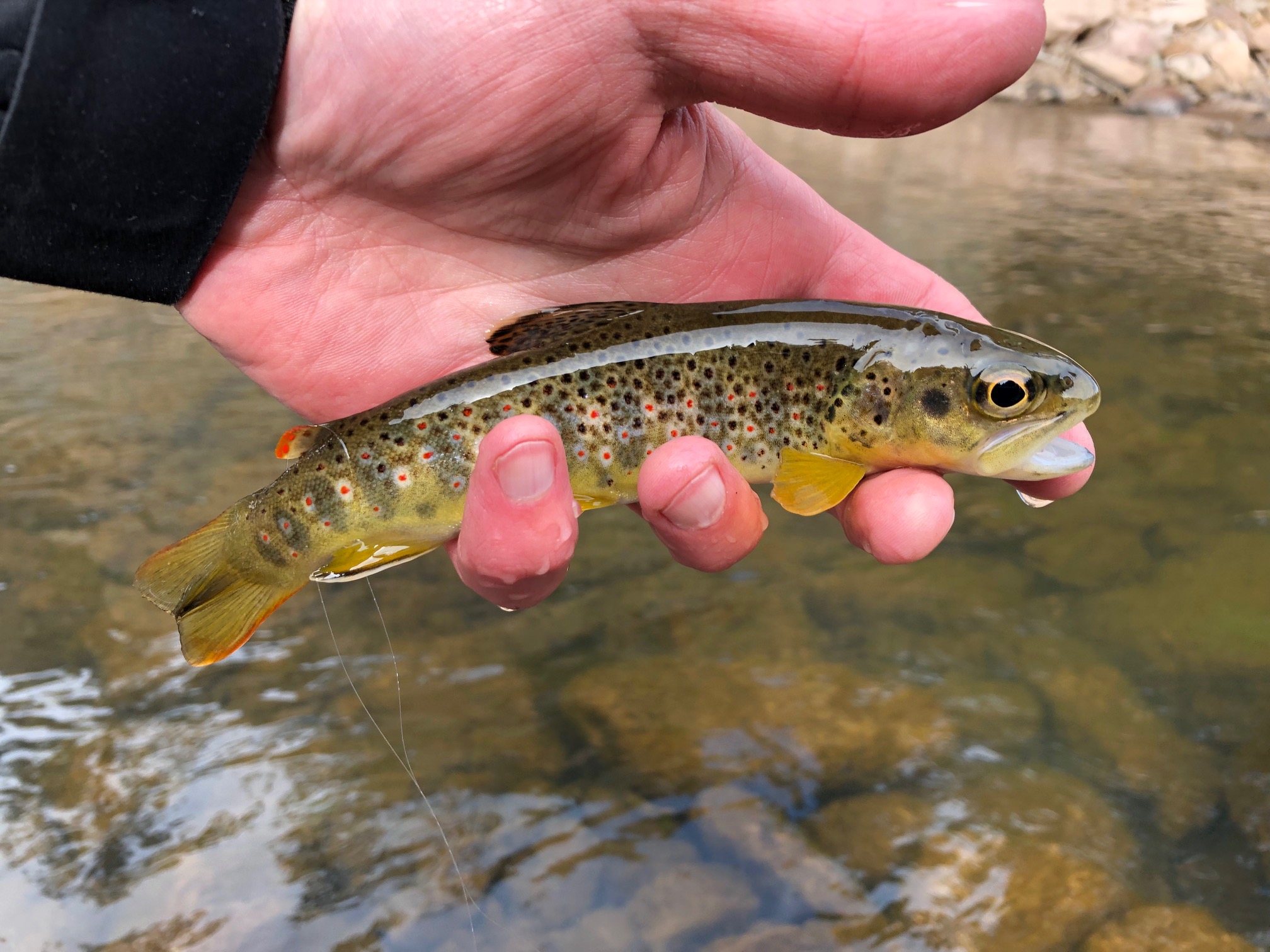 Jason Klass Fishing Tenkara on the St. Vrain