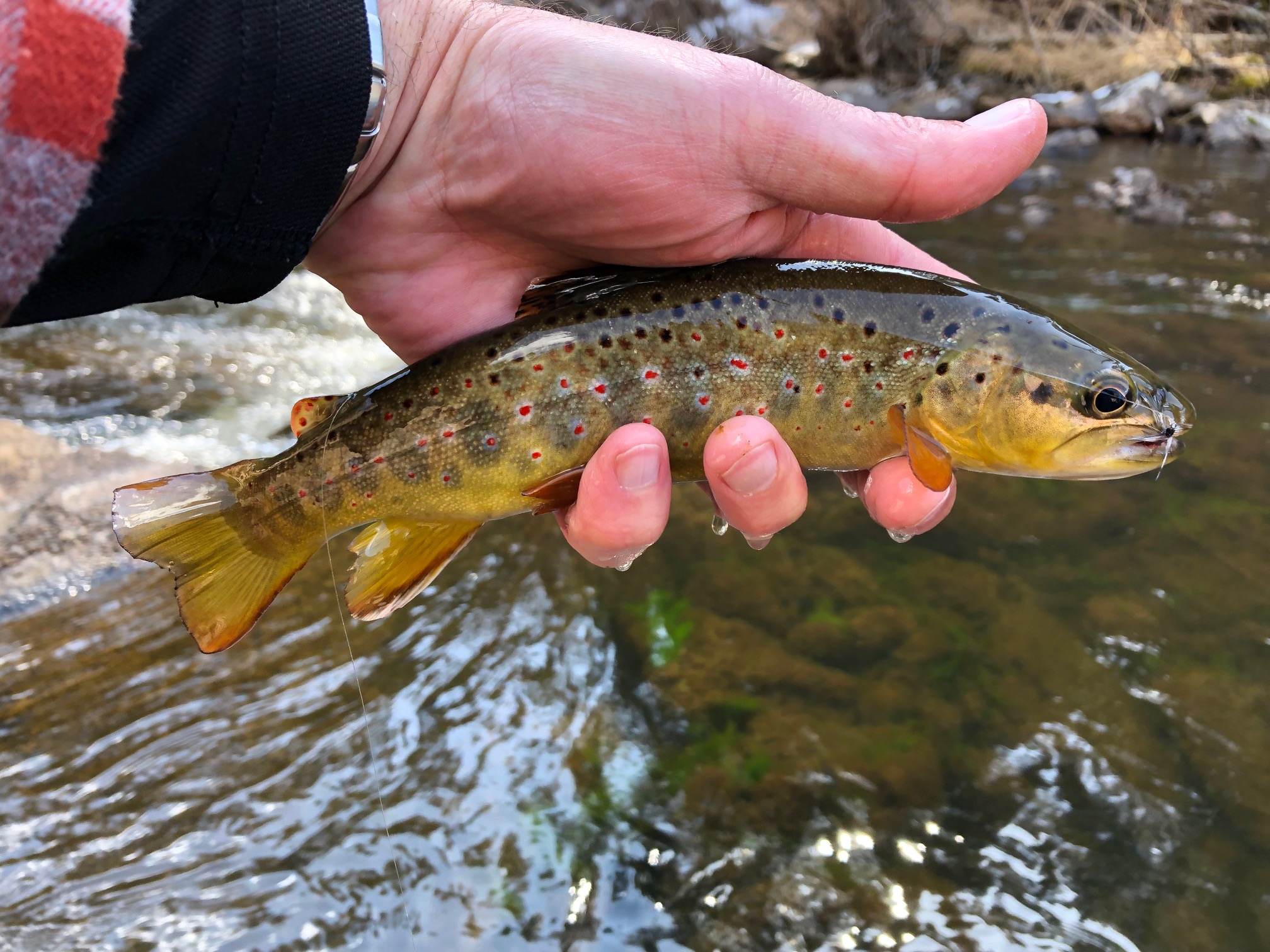 Jason Klass Fishing Tenkara on the St. Vrain