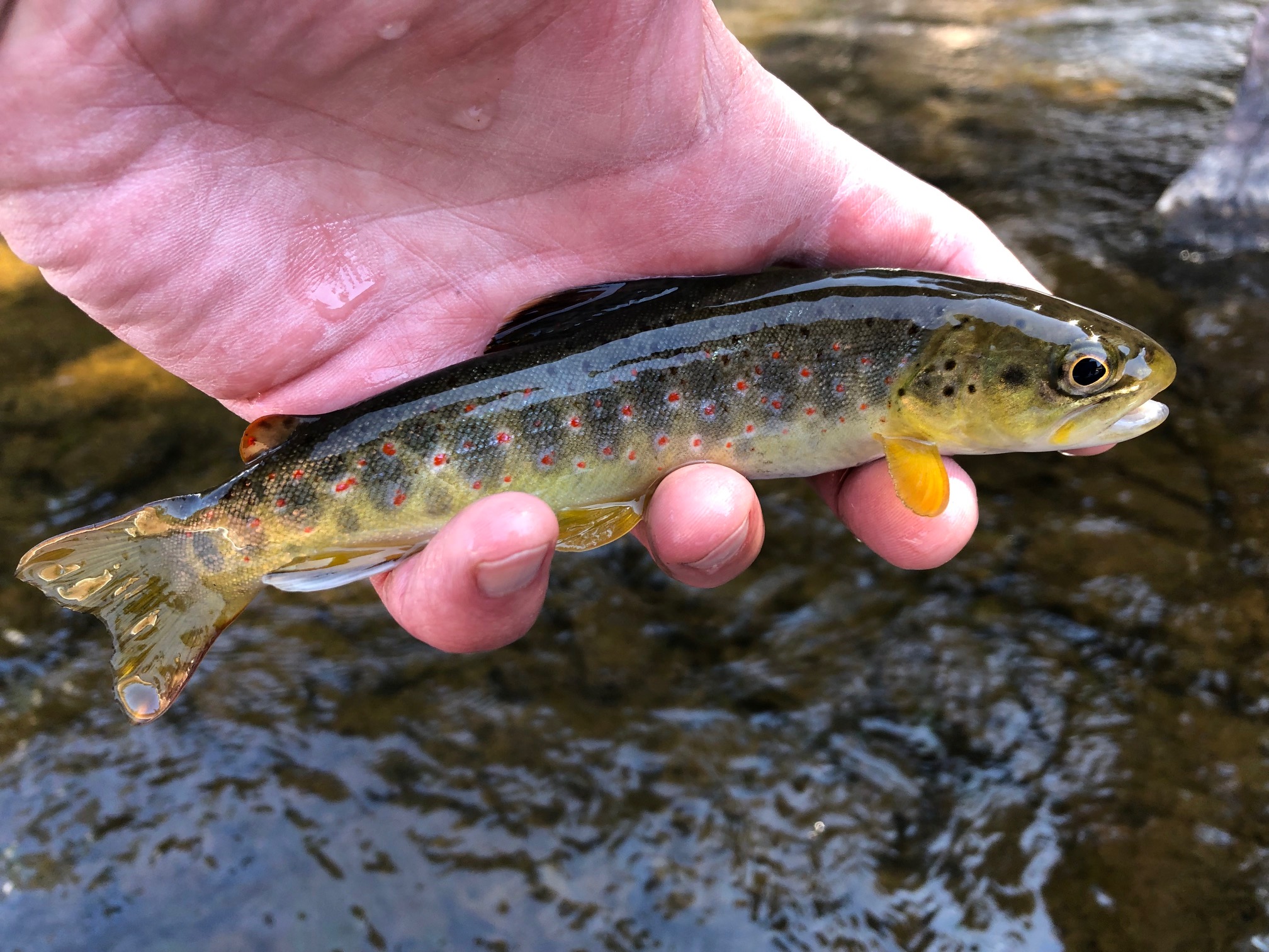 Jason Klass Fishing Tenkara on the St. Vrain