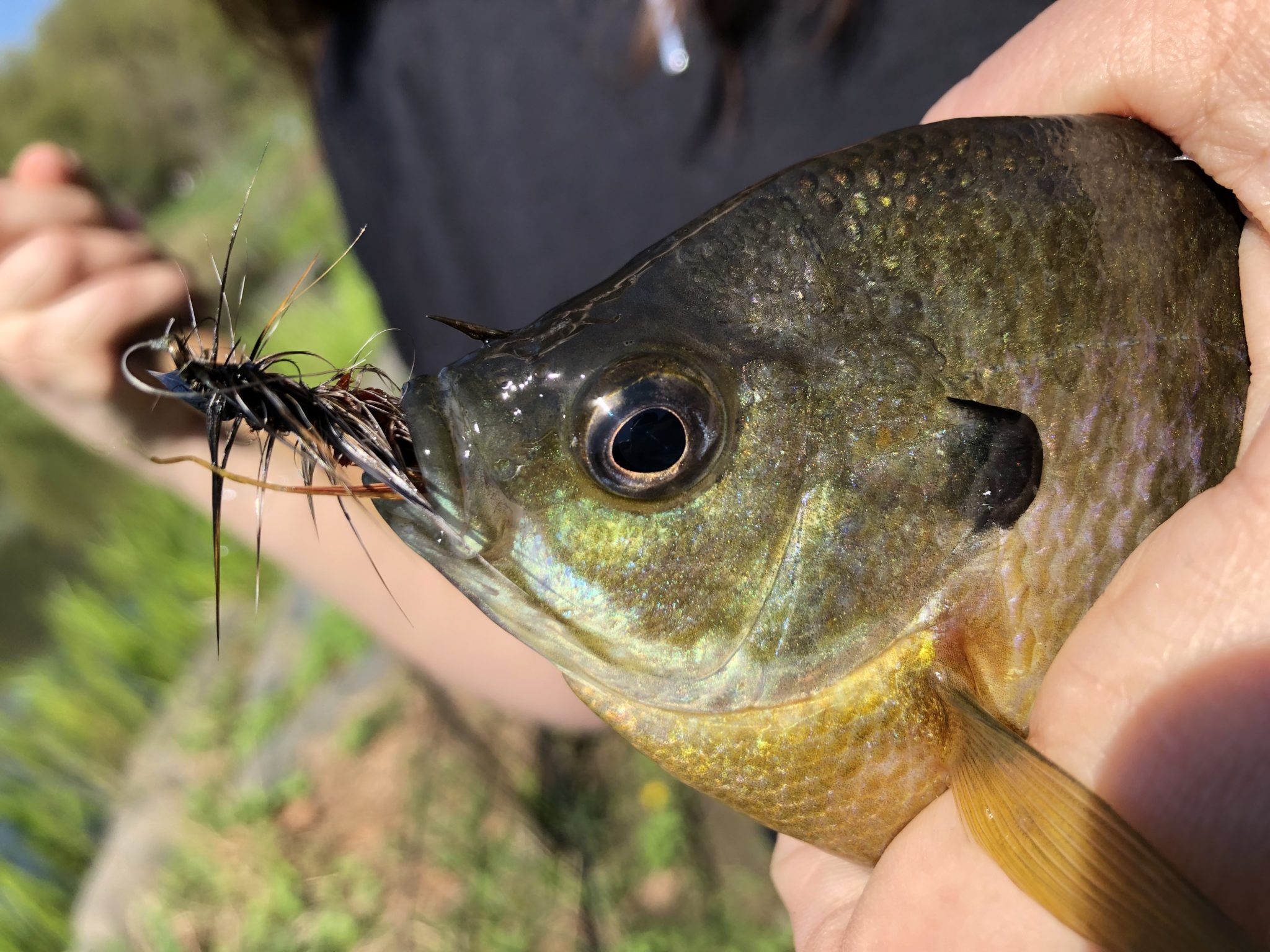 Tenkara Fly Fishing New York City