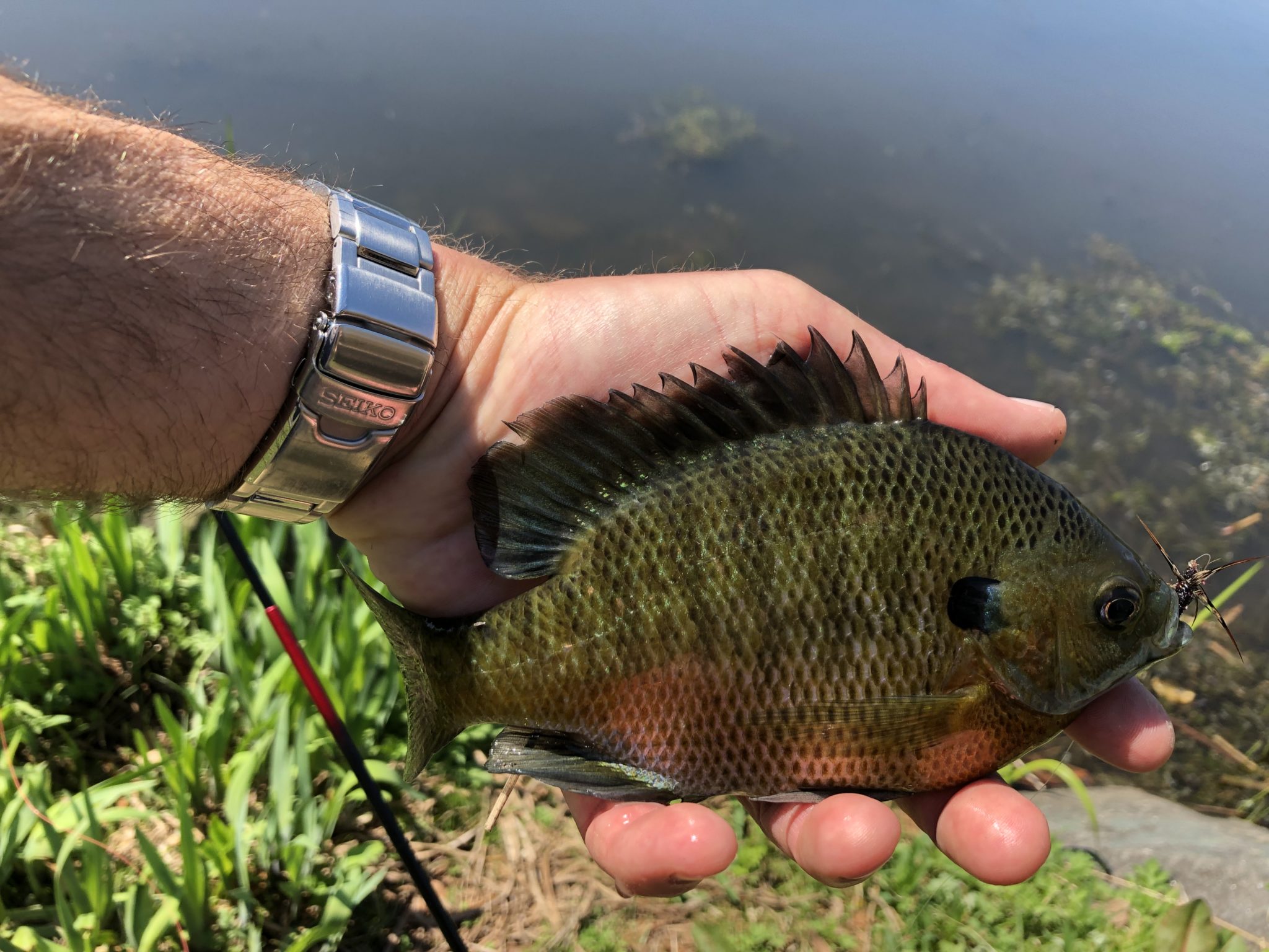 Tenkara Fly Fishing New York City