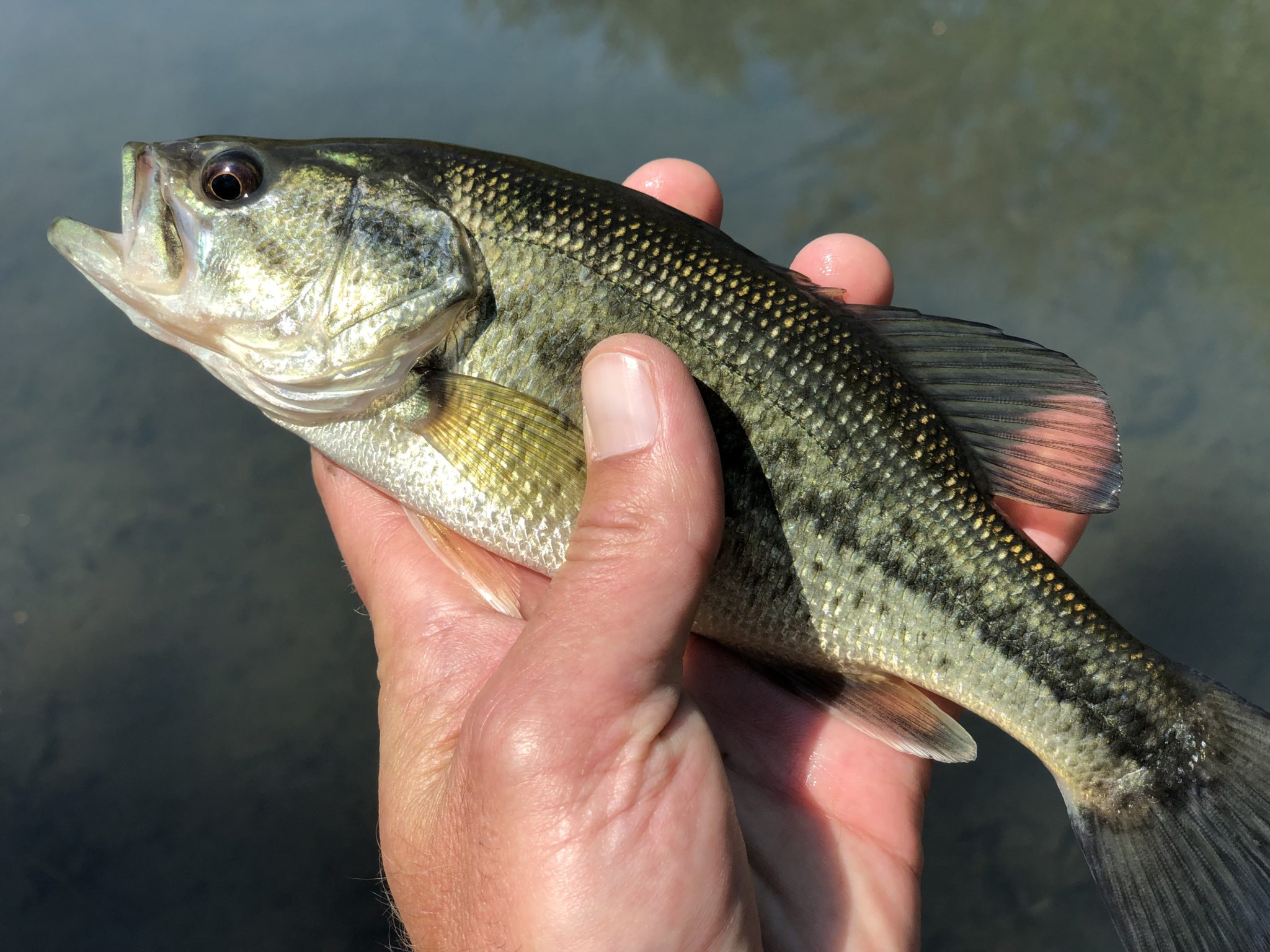 Tenkara Fly Fishing Central Park