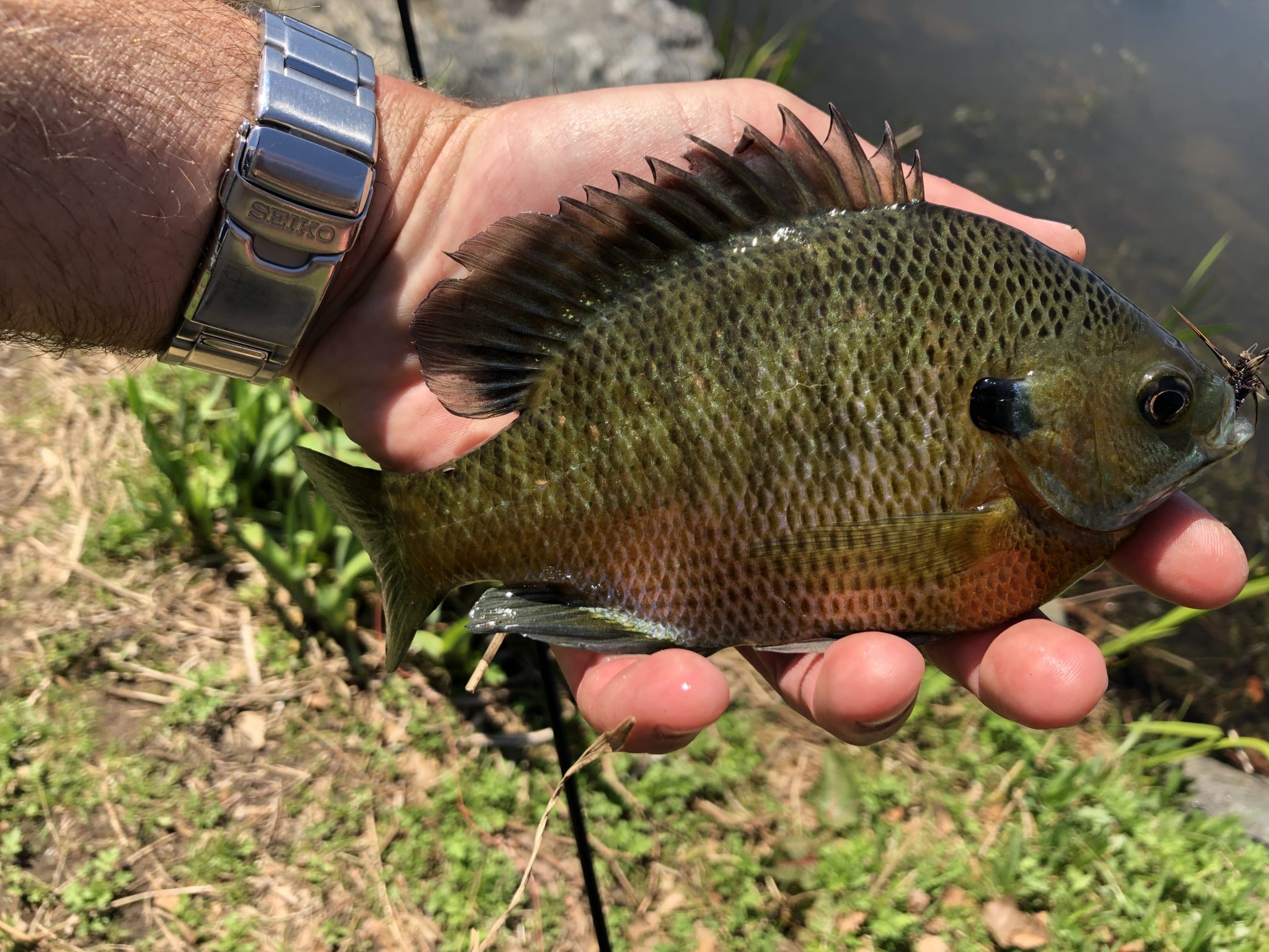 Tenkara Fly Fishing Central Park