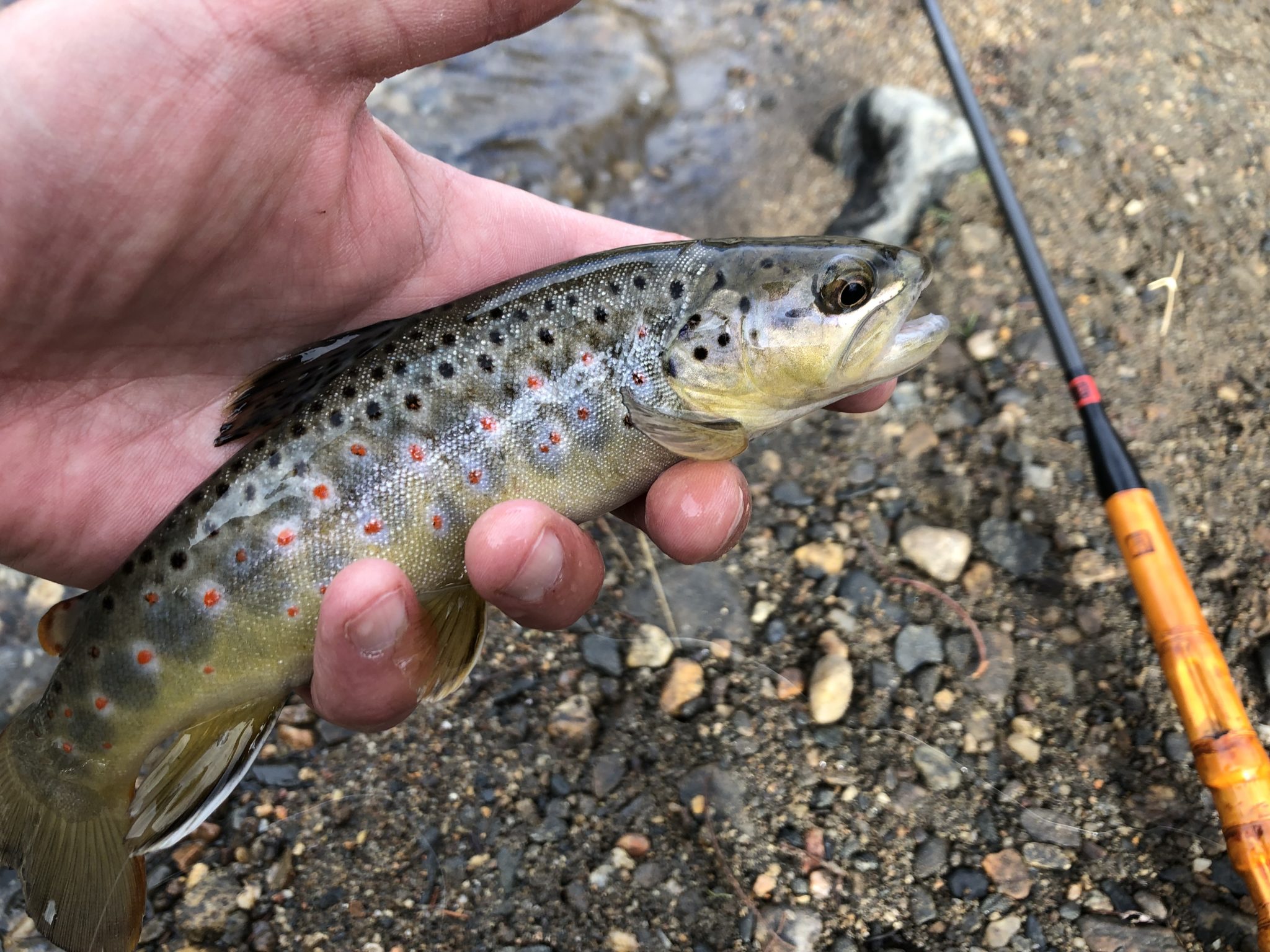 Tenkara on Clear Creek