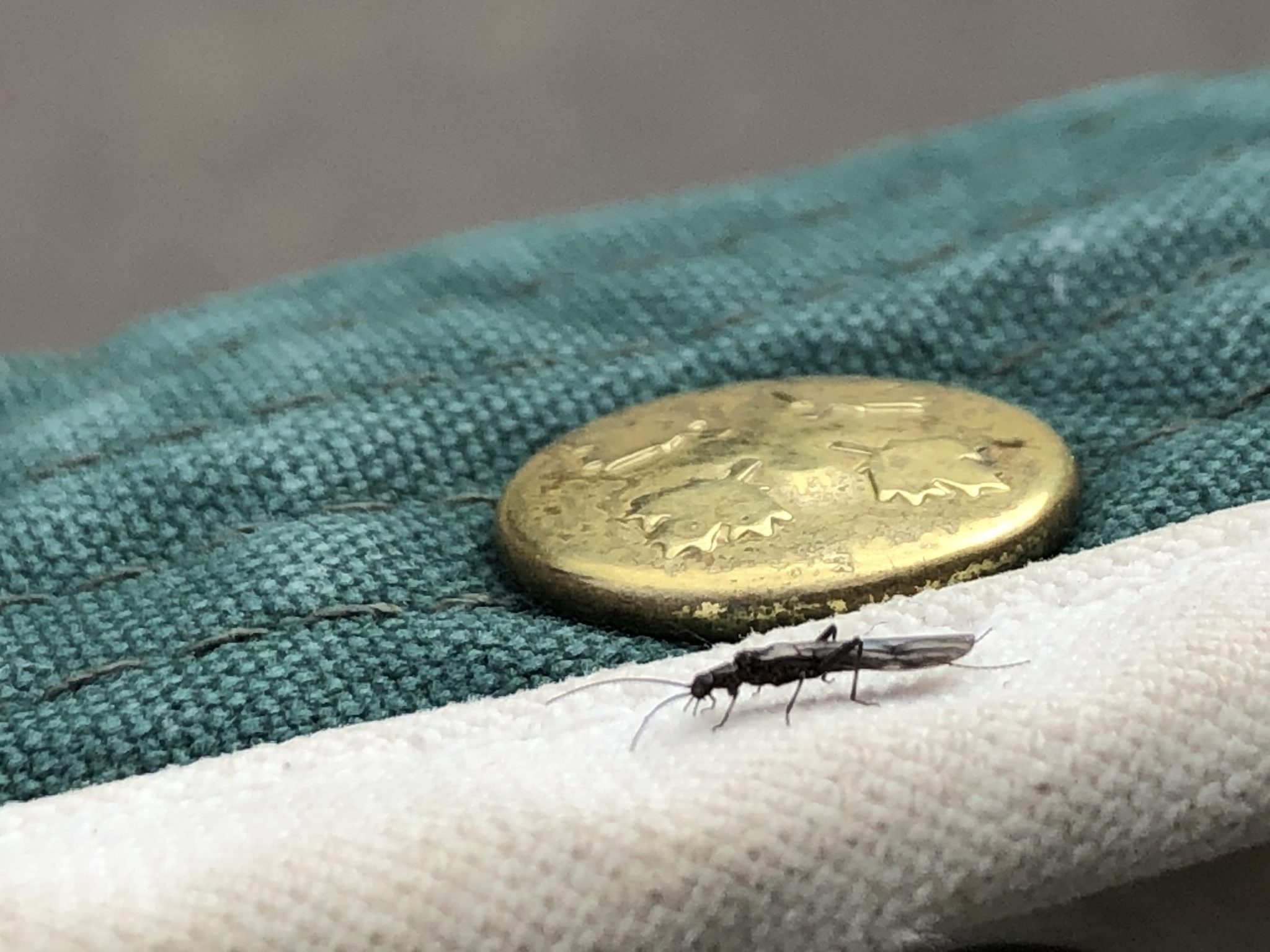 Clear Creek Stonefly