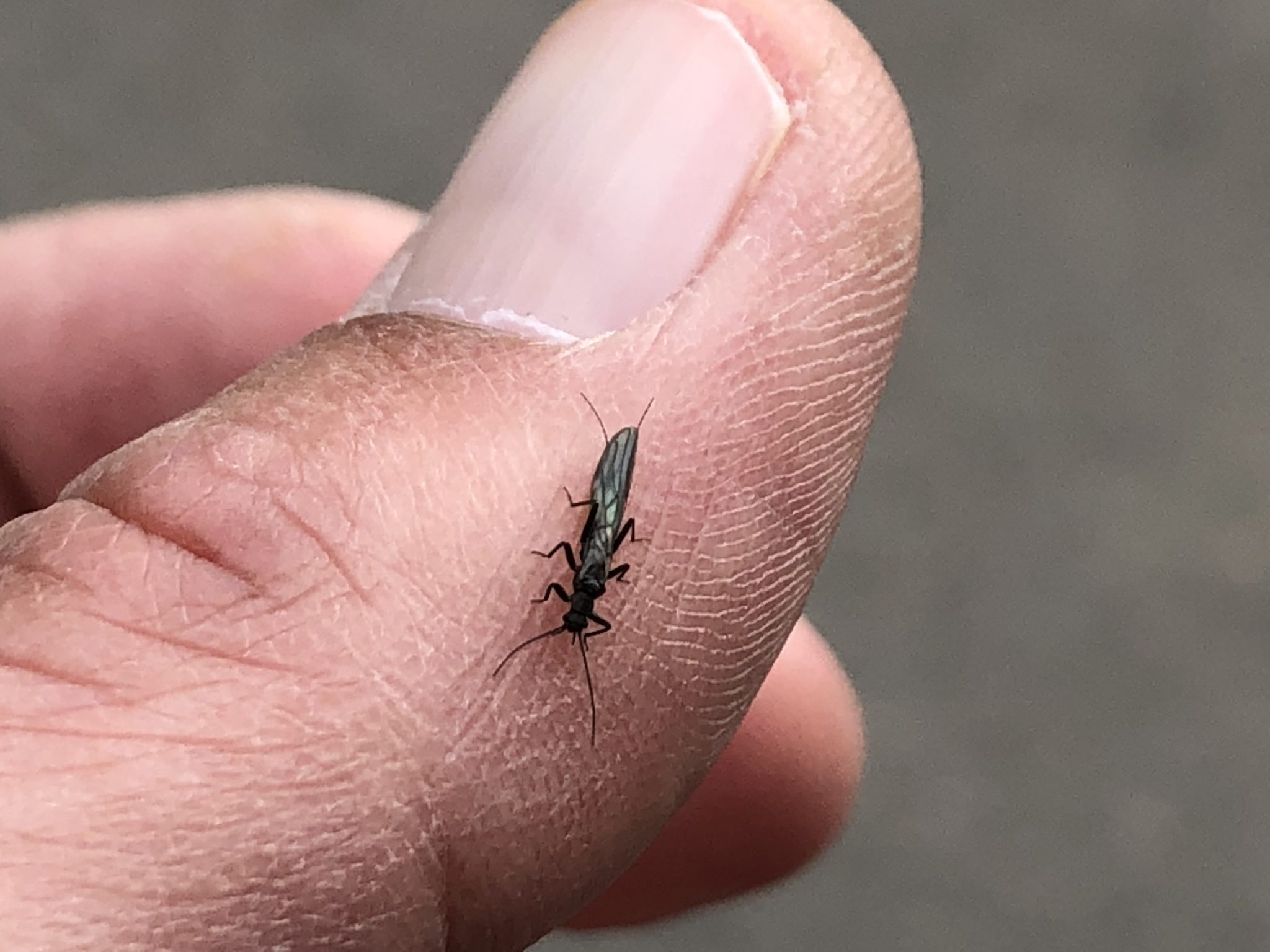 Clear Creek Stonefly