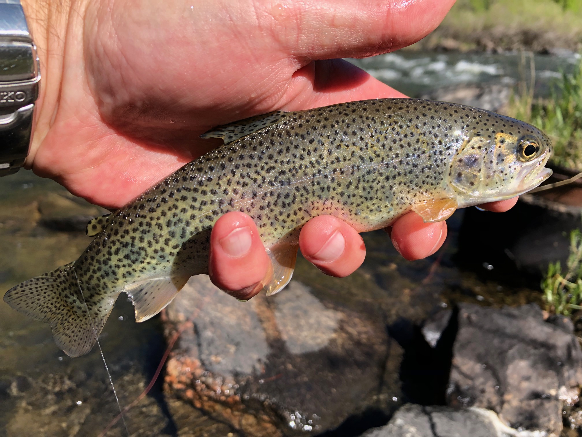 Tenkara on Clear Creek