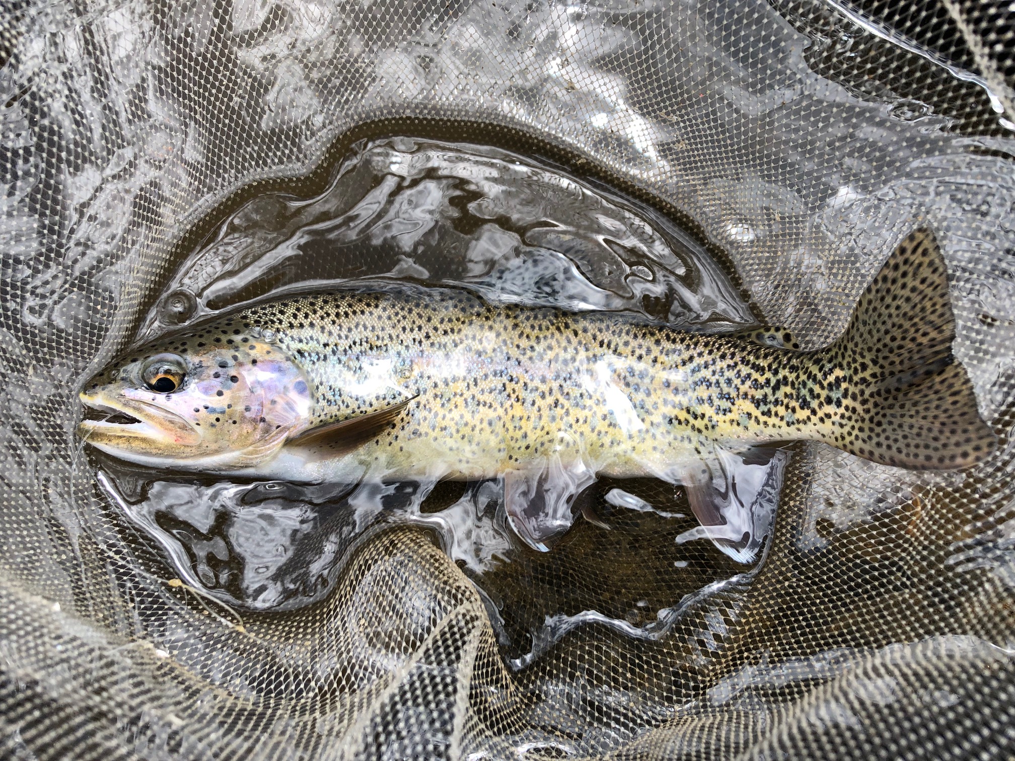 Tenkara on Clear Creek