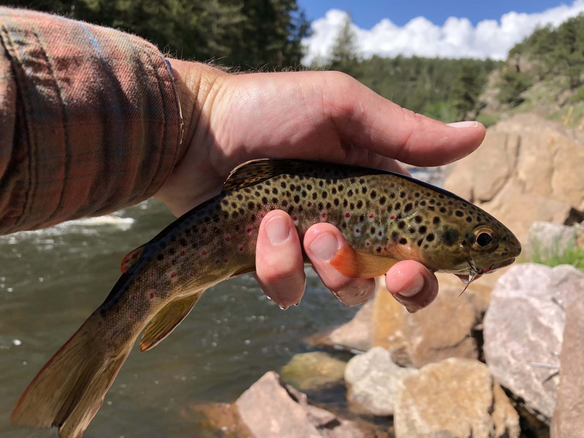 Tenkara on the St. Vrain