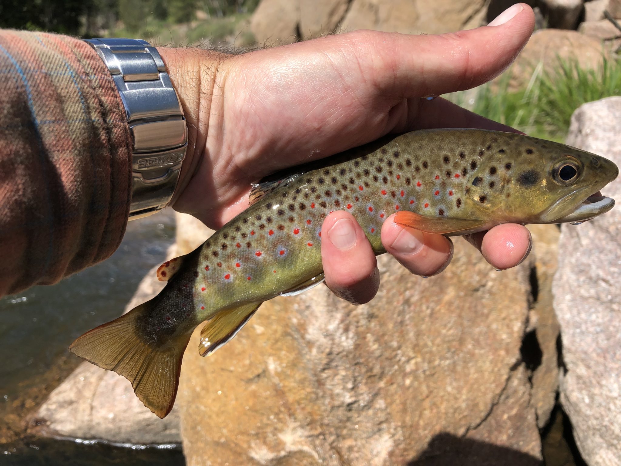 Tenkara on the St. Vrain