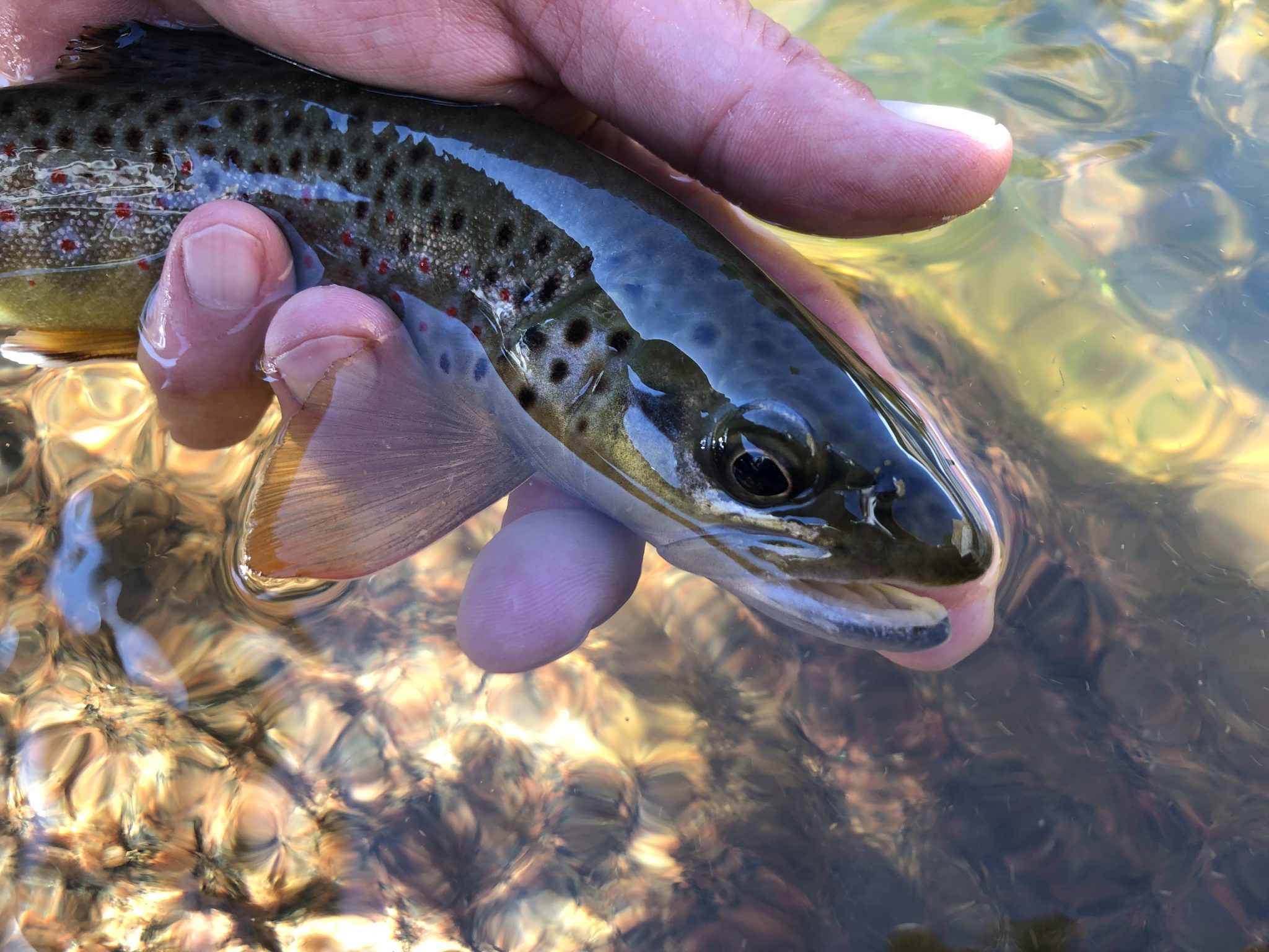 Tenkara on the St. Vrain