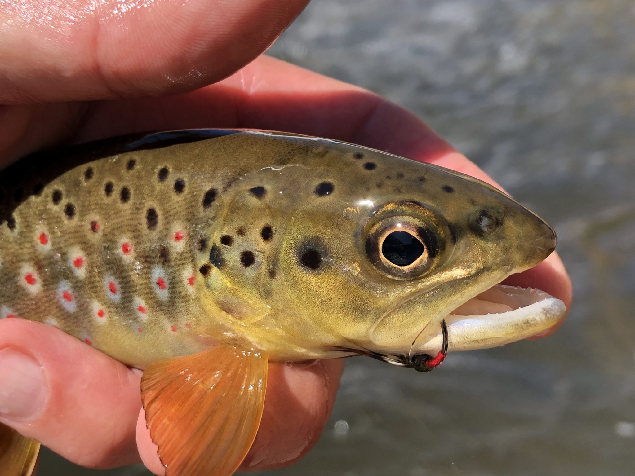 Tenkara on the St. Vrain