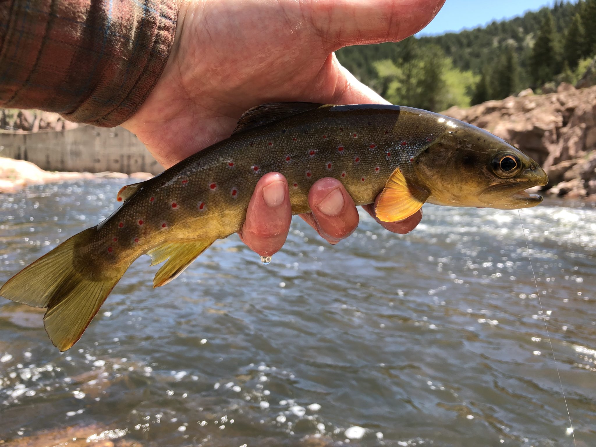 Tenkara on the St. Vrain