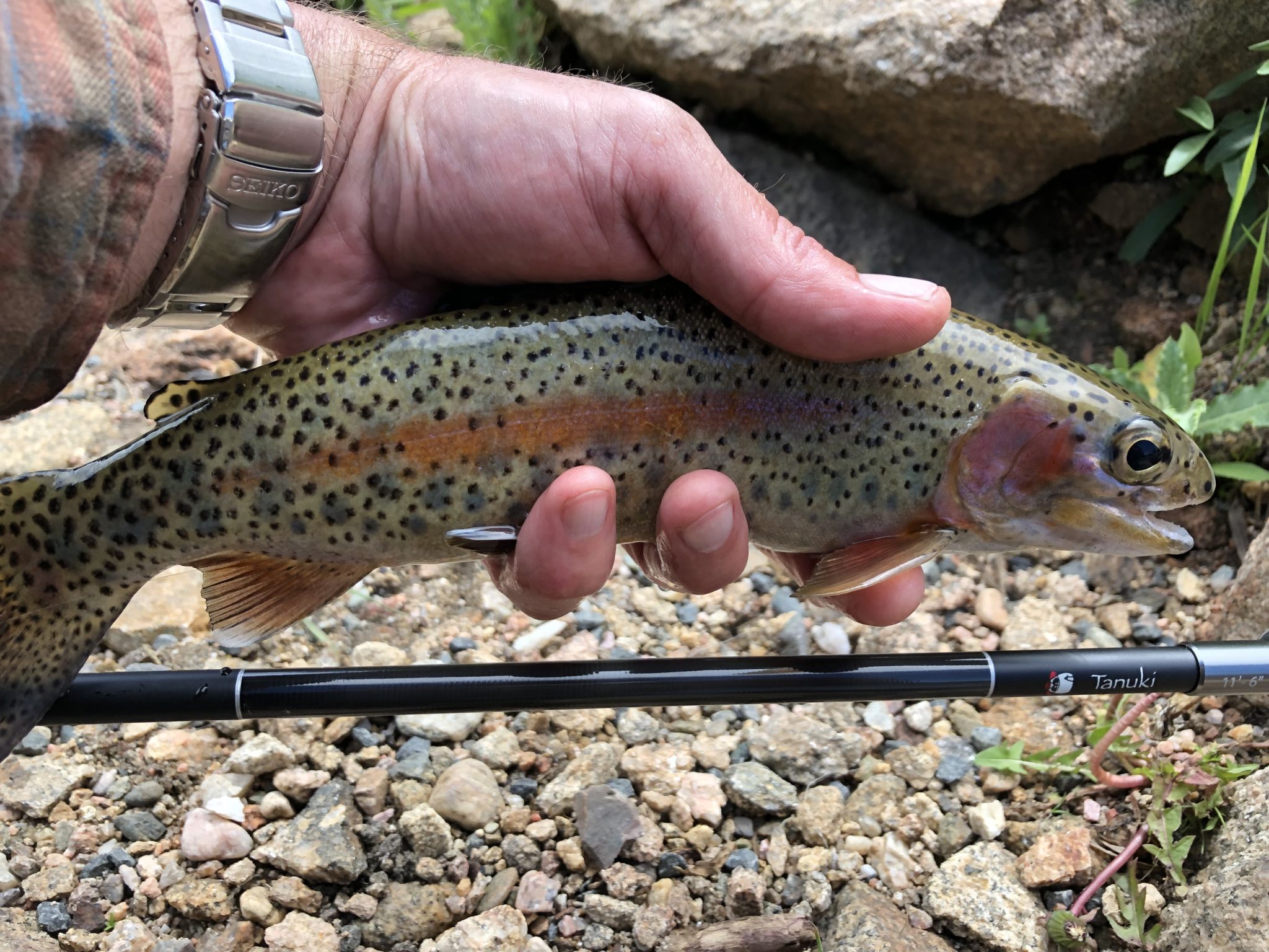 Tenkara Tanuki Ninja Rod Review