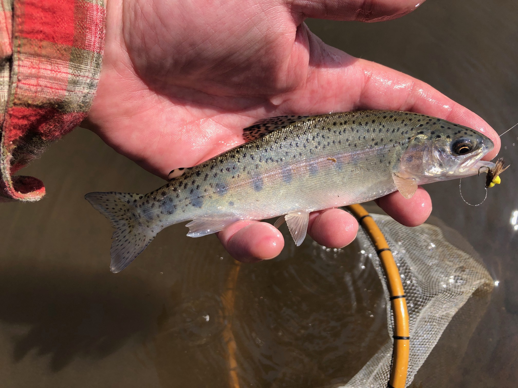 Tenkara on the Rio Grande