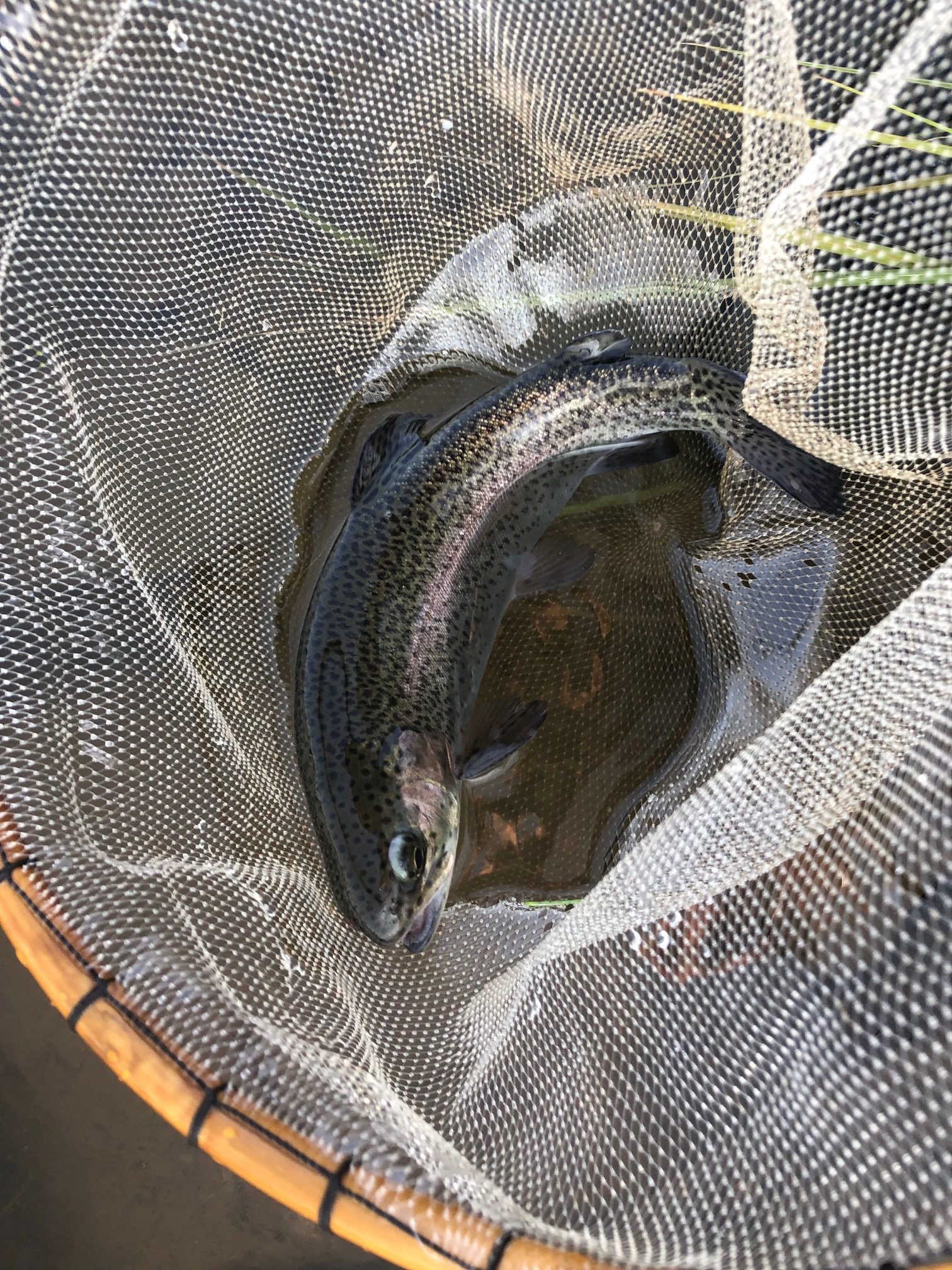 Tenkara on the Rio Grande