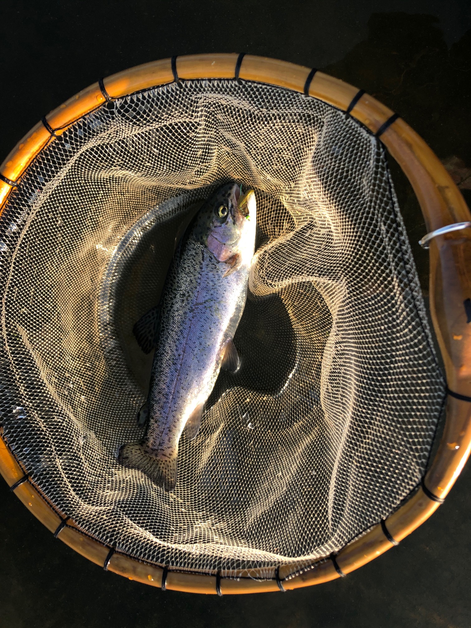 Tenkara on the Rio Grande