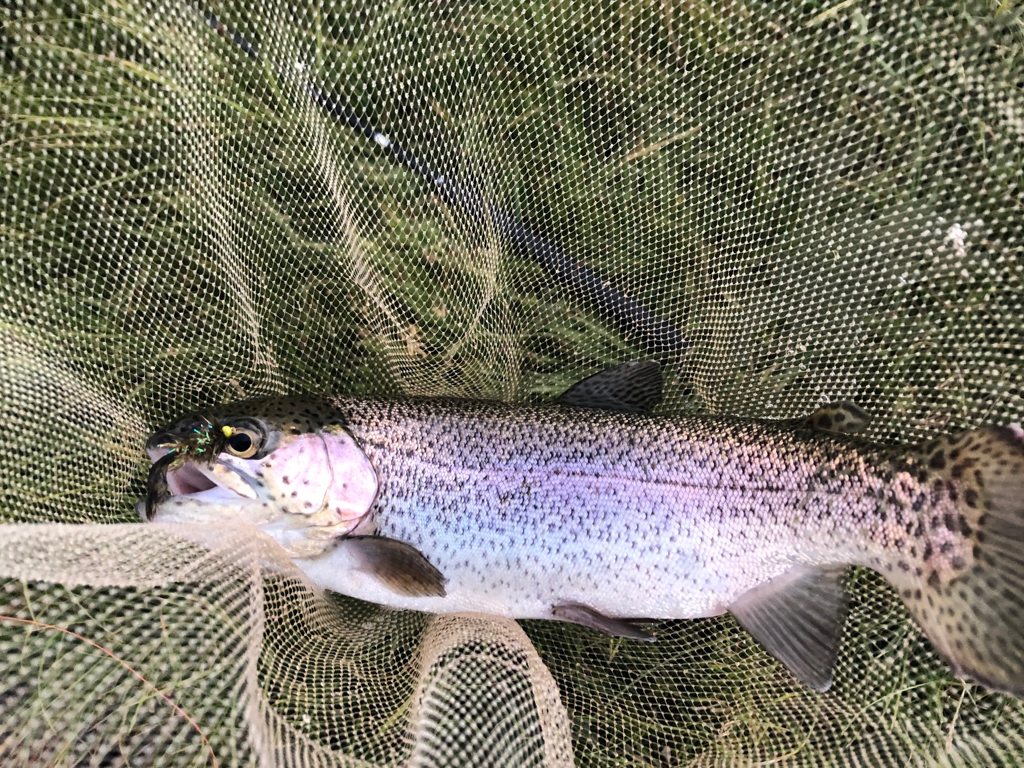 Tenkara on the Rio Grande