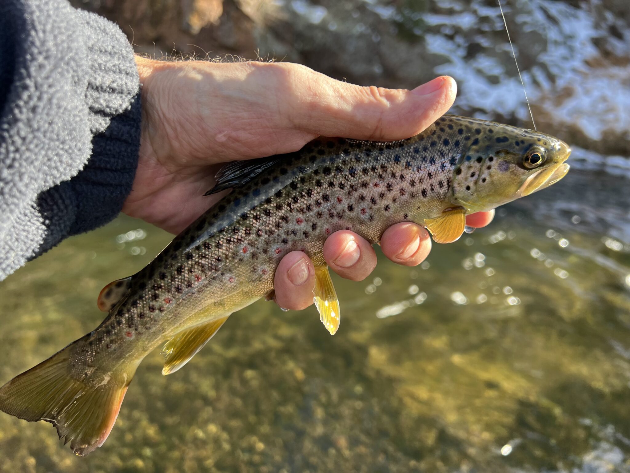 S. Platte Rainbow Caught on Tenkara