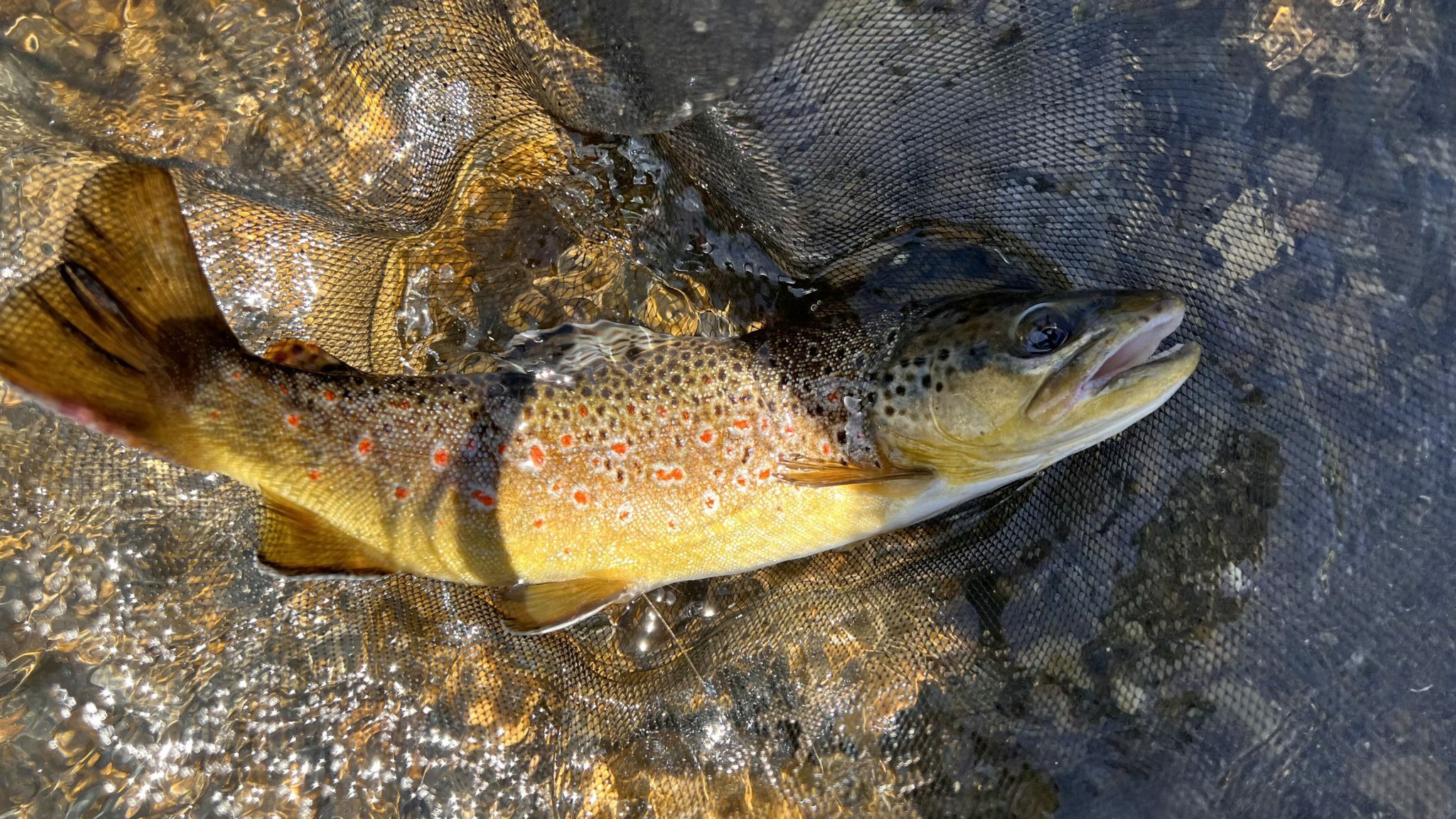 Oni Tenkara School