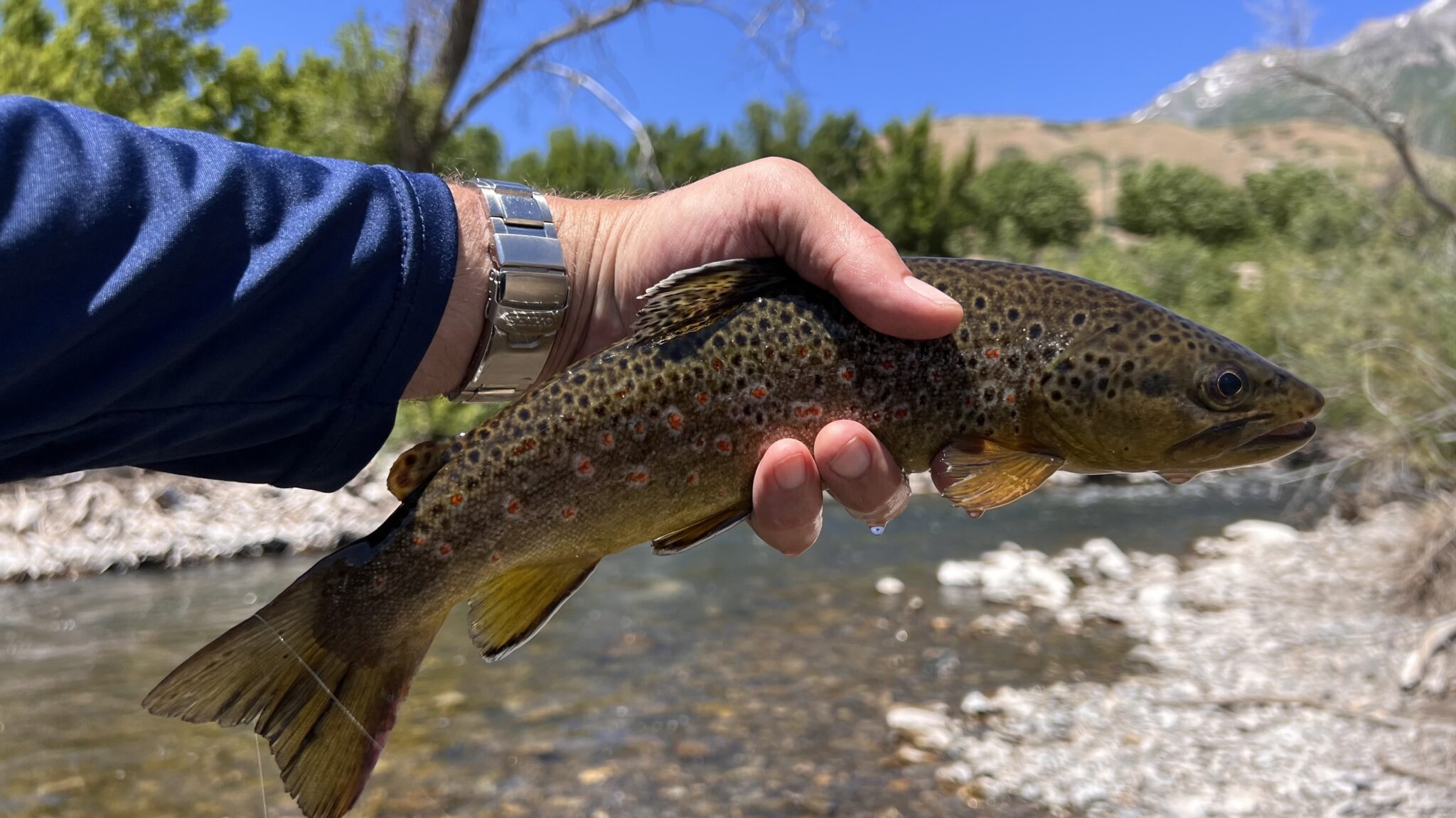 despite being very high due to runoff, I think almost everyone caught fish.