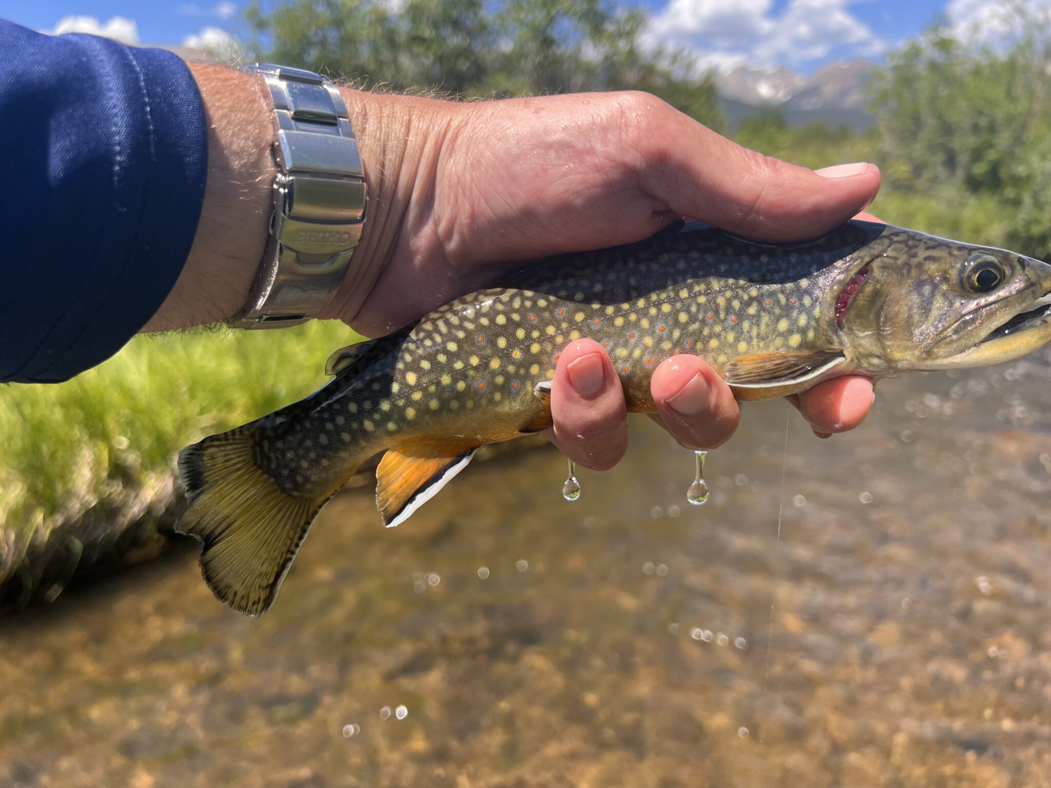 dragontail talon mini pocket rod